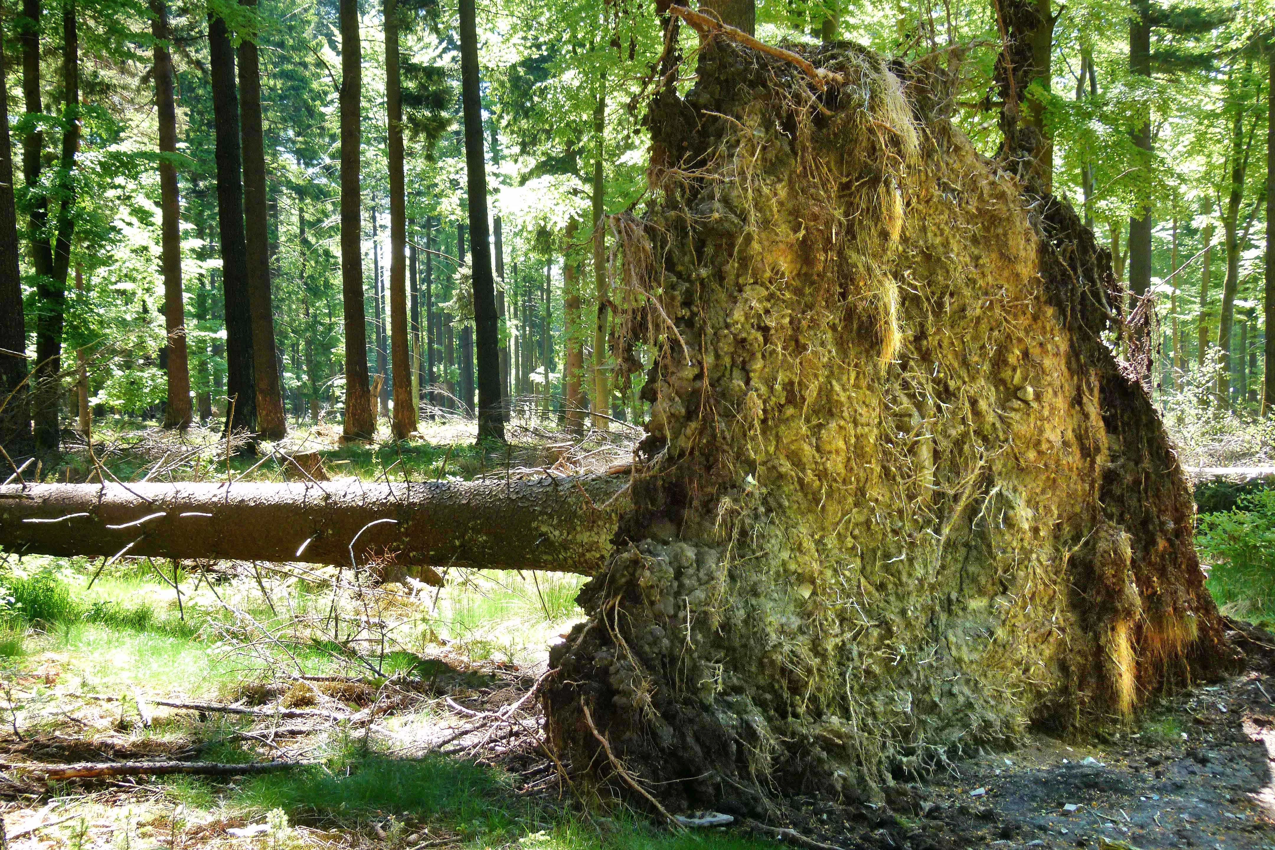 A large tree has fallen over in a dense forest, with its massive root system completely exposed and turned upwards, revealing earth and tangled roots.