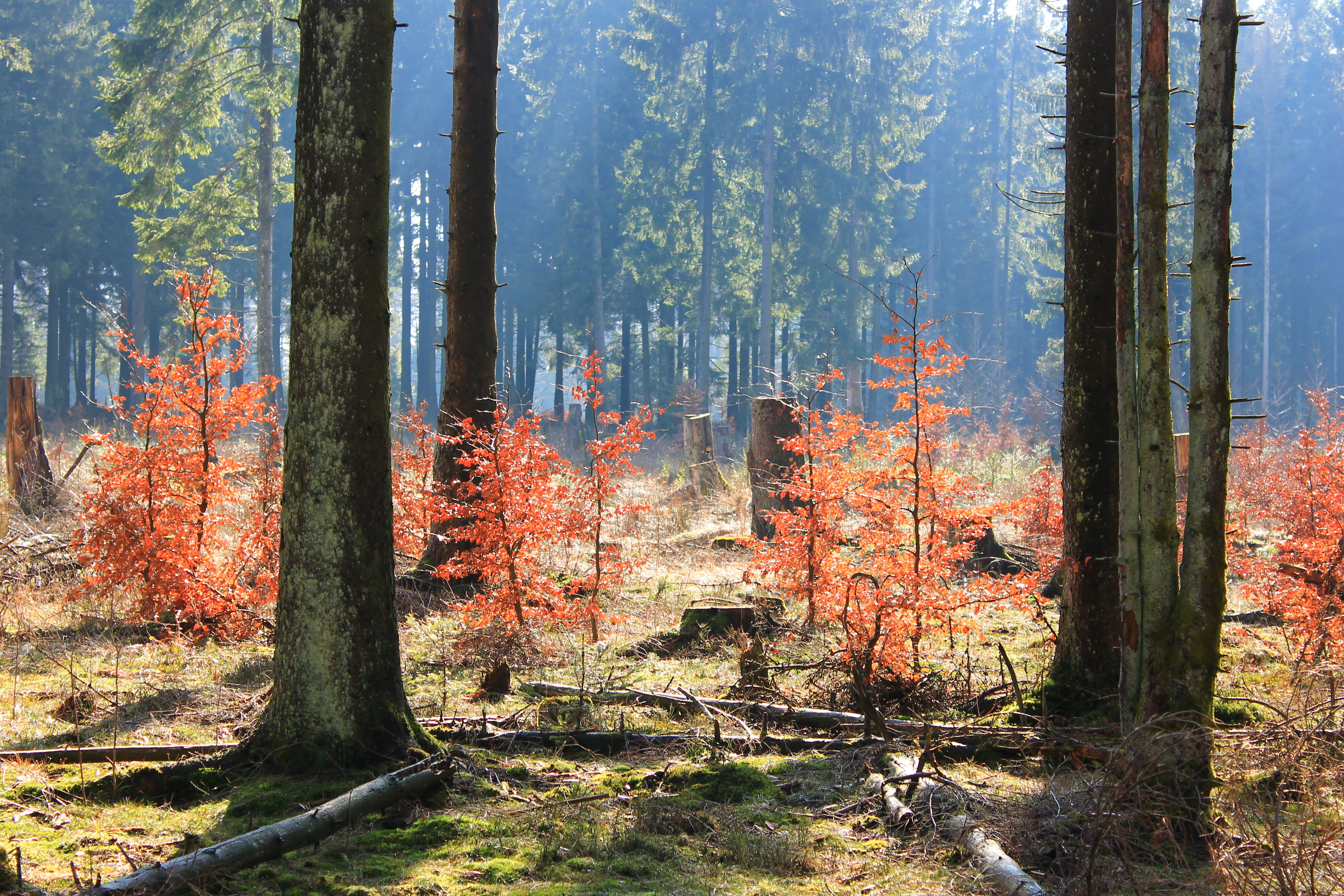 A forest scene in autumn featuring young trees with bright orange leaves and tall evergreen trees in the background, with mossy ground and fallen logs.
