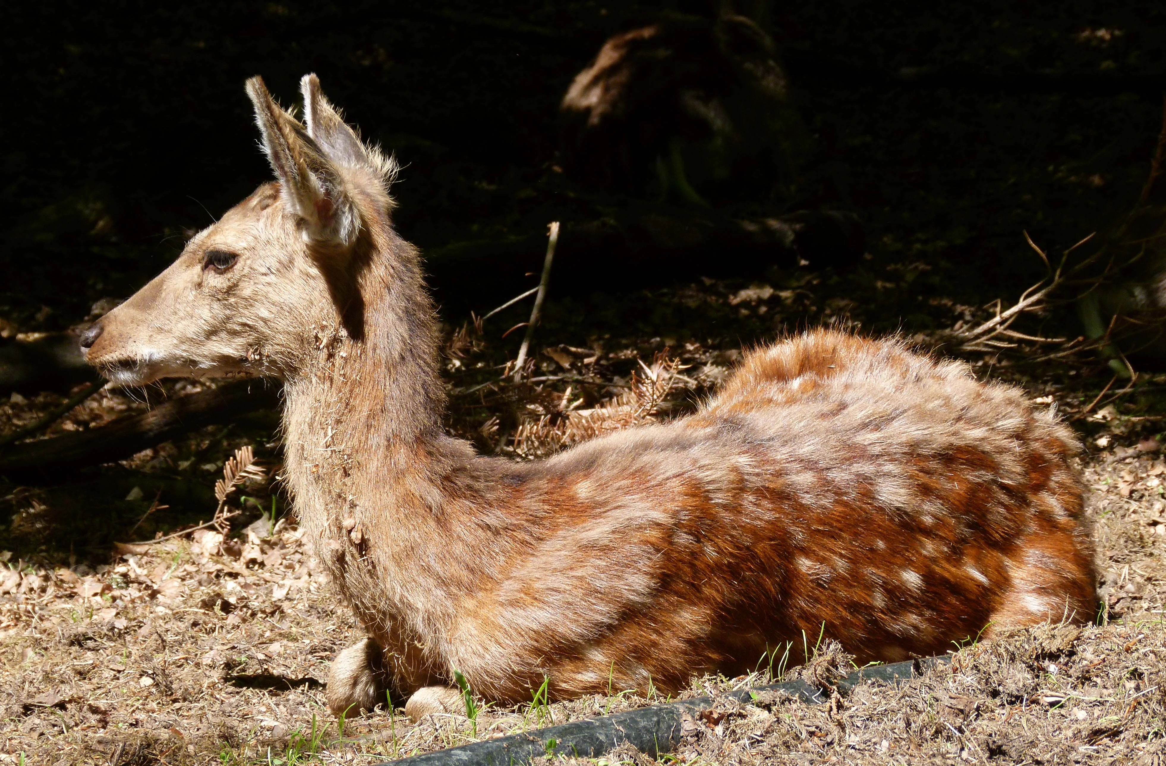 A young, spotted deer fawn lying down on the ground in a patch of sunlight.