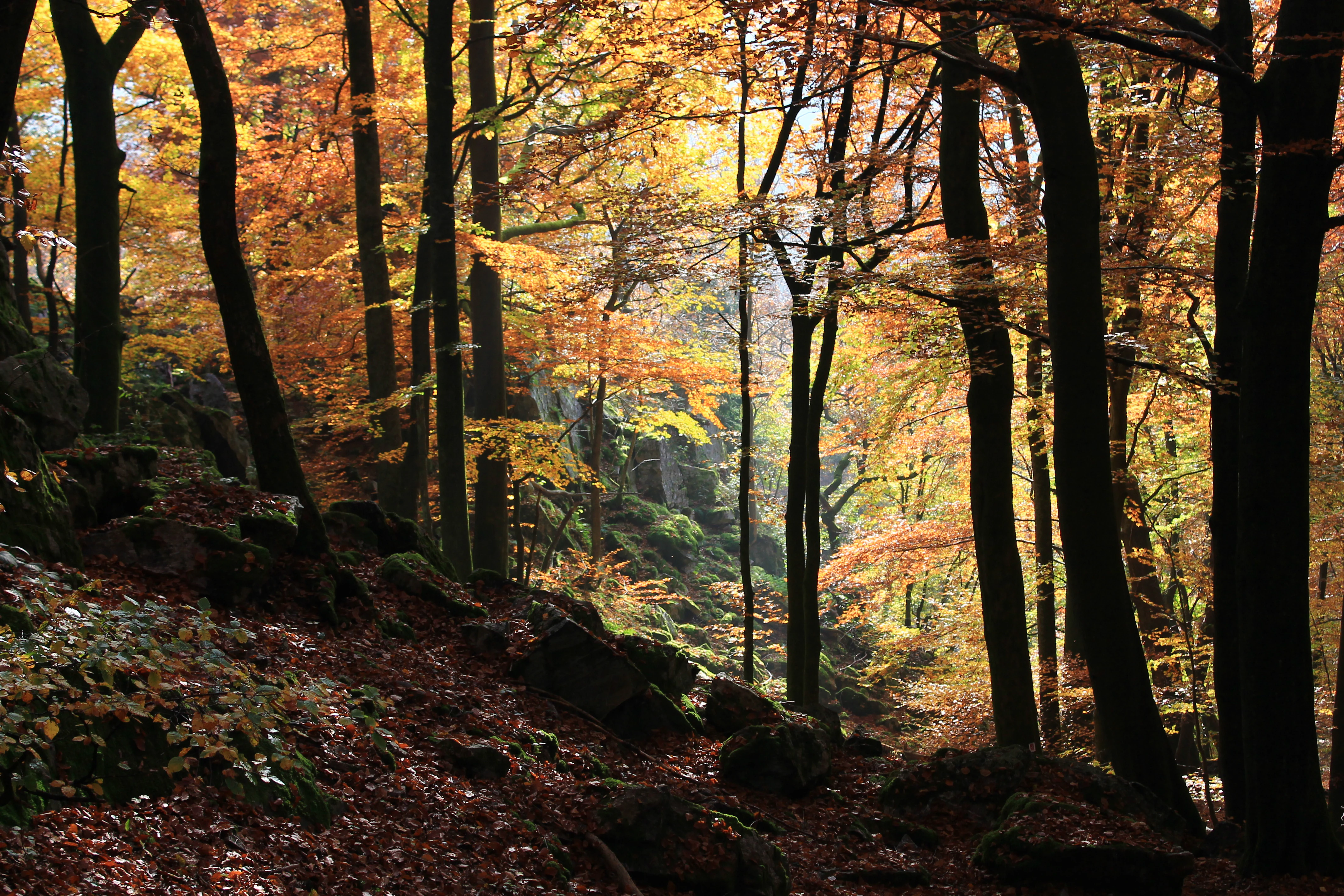 A dense forest during autumn with sunlight filtering through orange and yellow leaves, featuring moss-covered rocks on the forest floor and tall tree trunks.