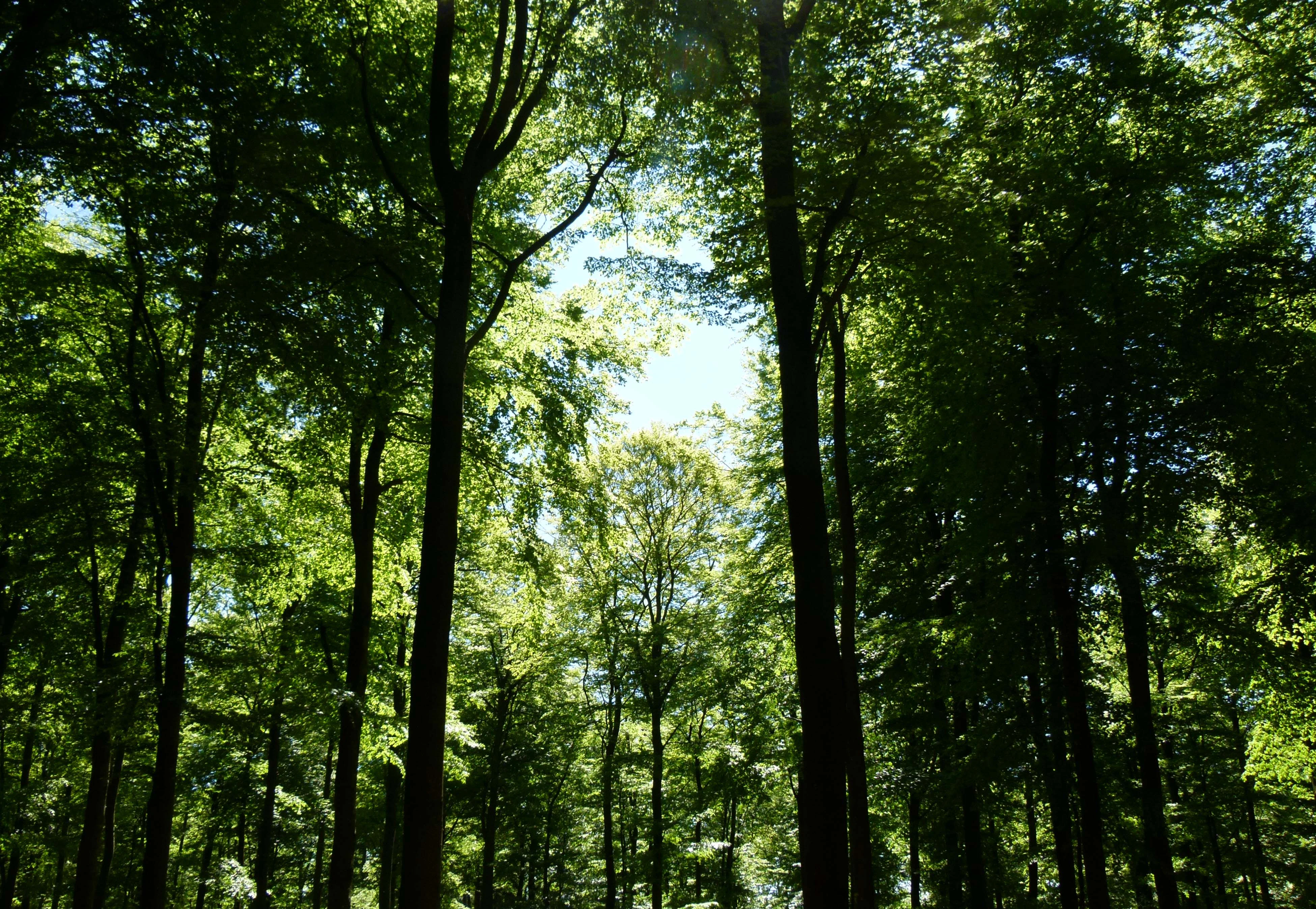 A low-angle view looking upward into the dense green canopy of a deciduous forest, with sunlight filtering through the leaves.