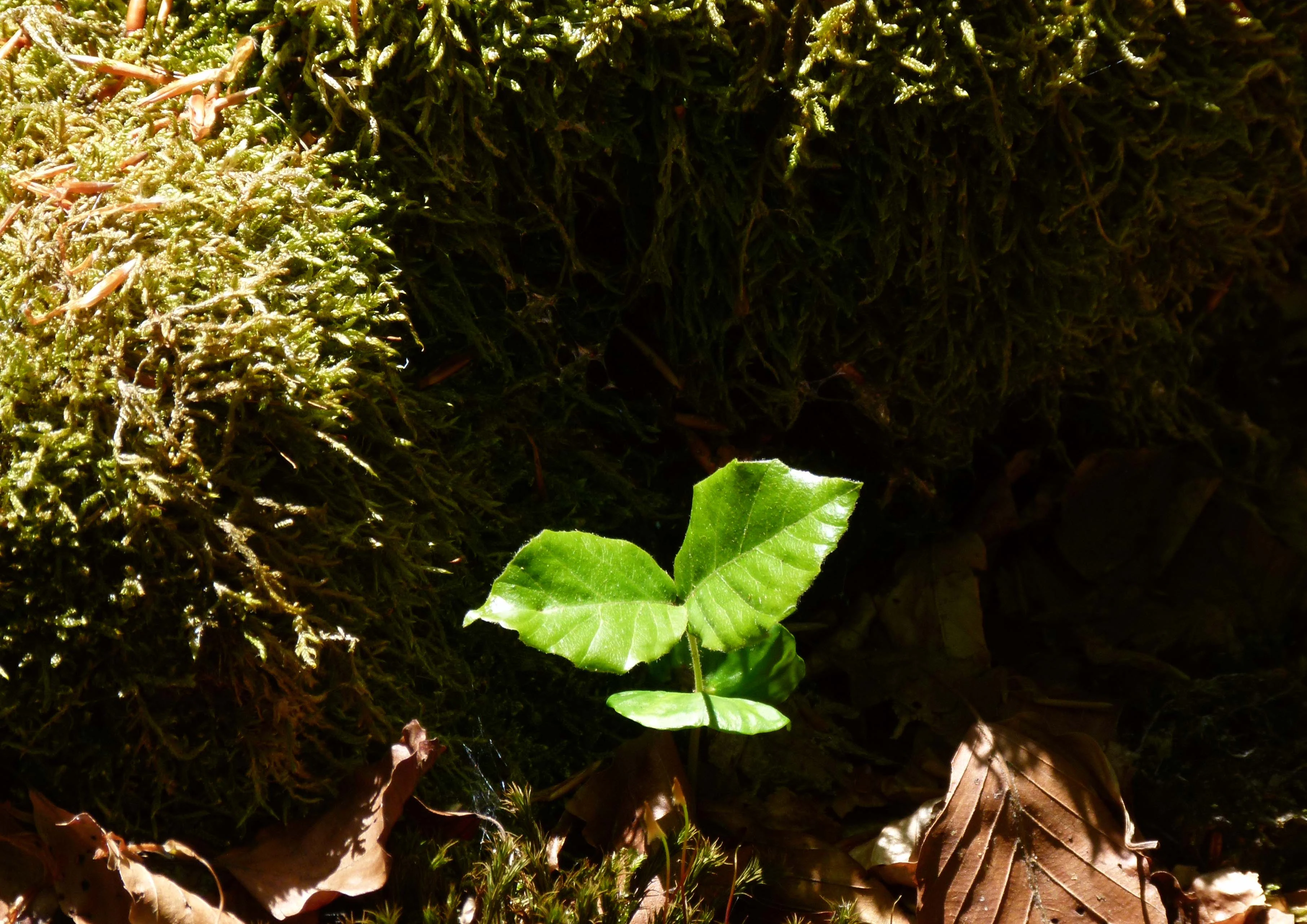 A bright green, young beech seedling with a few leaves sprouts from a dark, moss-covered patch on the forest floor.