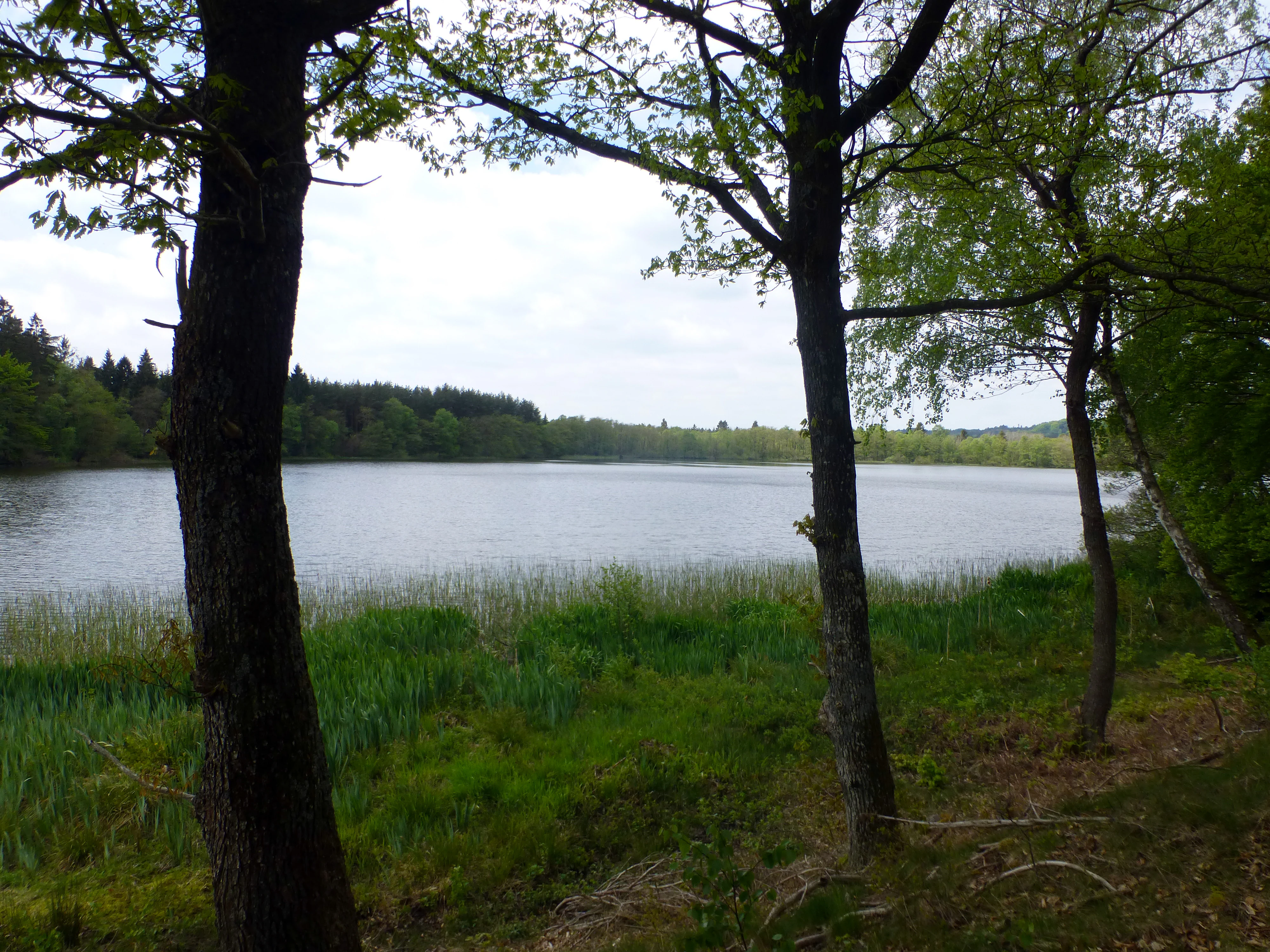 A view of Salten Langsø lake framed by tree trunks in the foreground, with green reeds along the shoreline and a forested opposite bank under an overcast sky