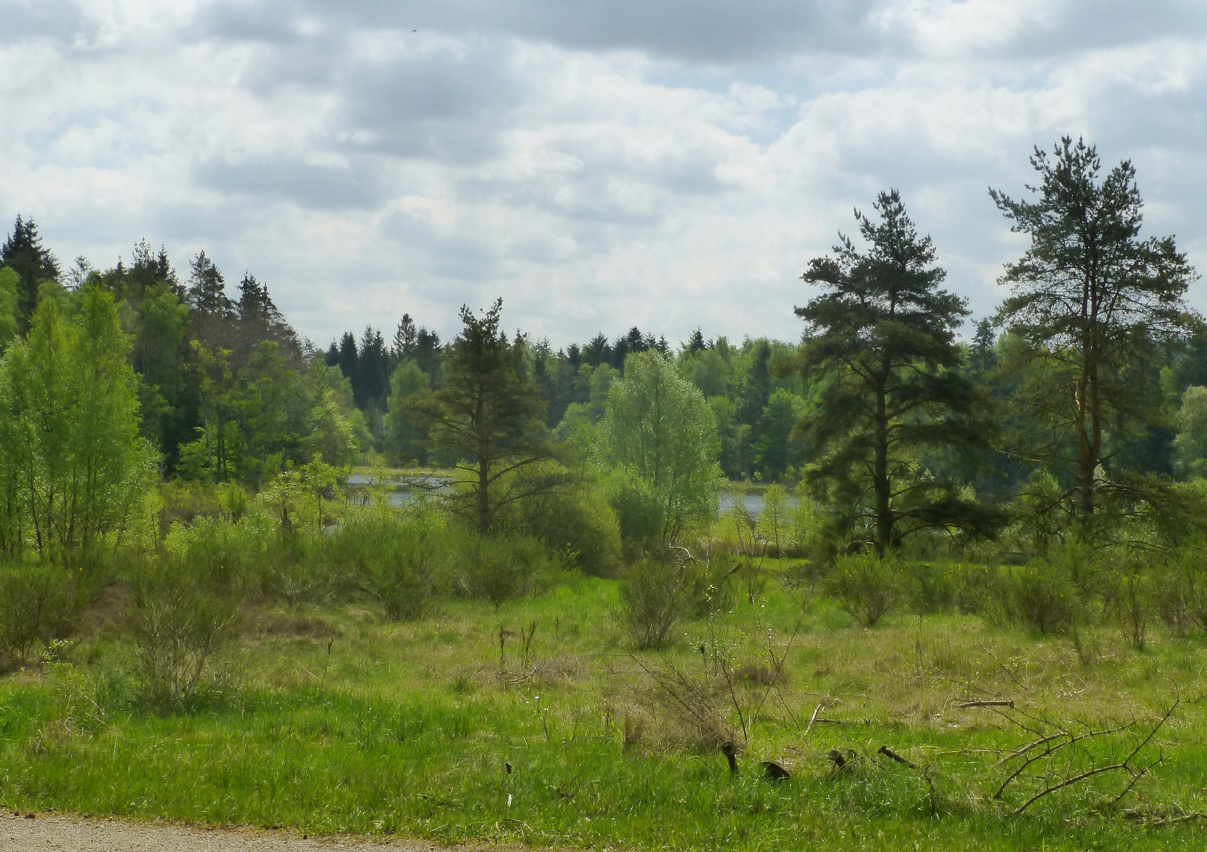 A landscape view of a grassy meadow leading into a mixed forest of pine and deciduous trees under a cloudy sky with a marshy area visible in the distance.