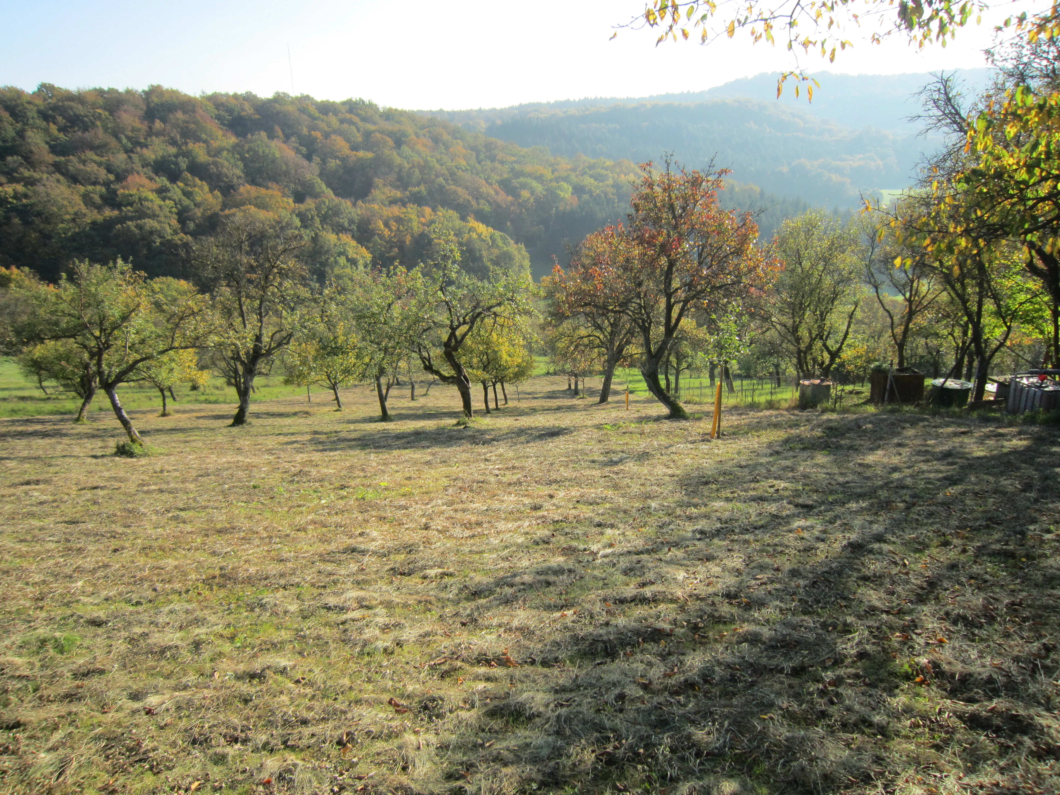 A gently sloping meadow dotted with various scattered fruit trees, with a forested hillside in the background under soft daylight.
