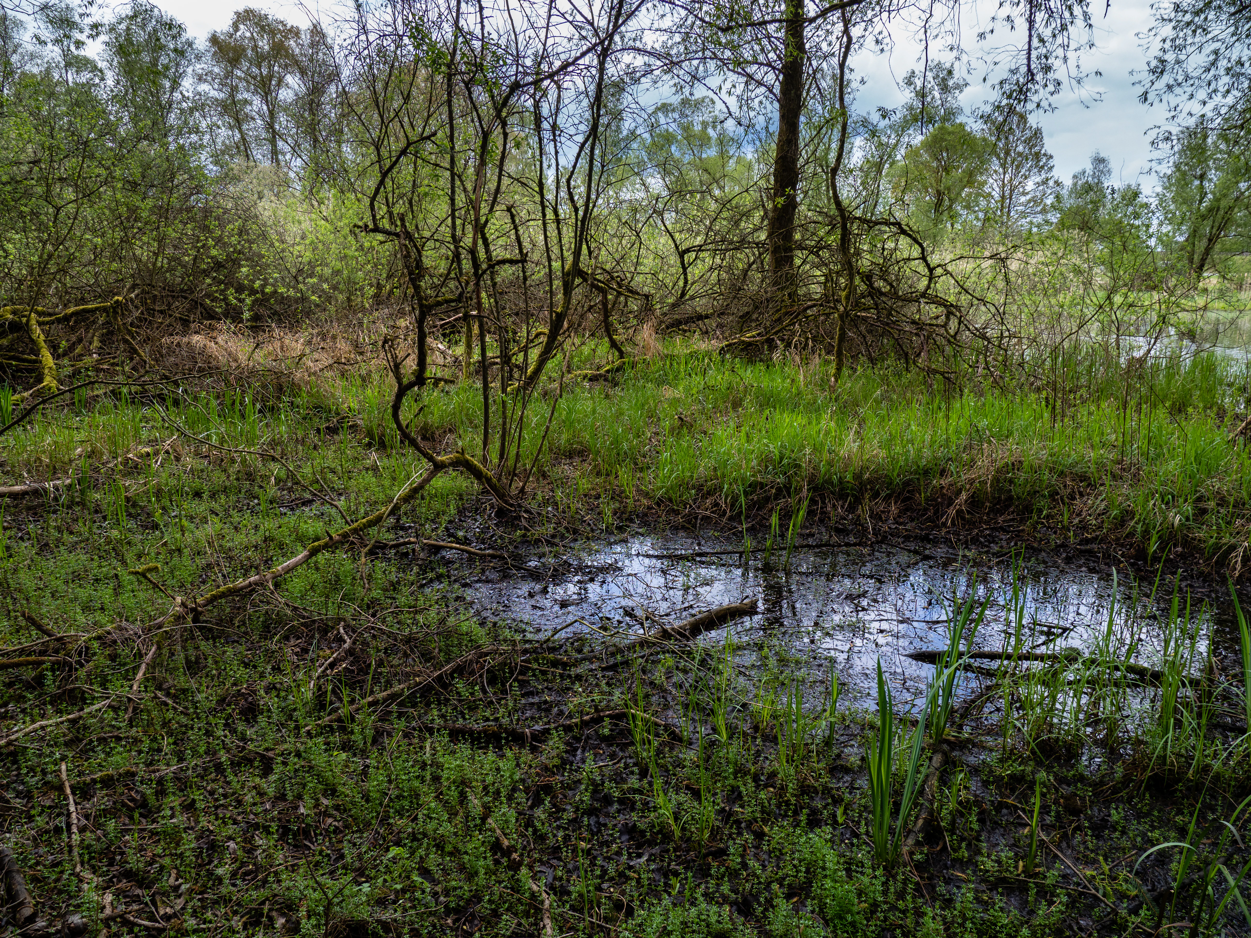 Gaabsweiher Pond