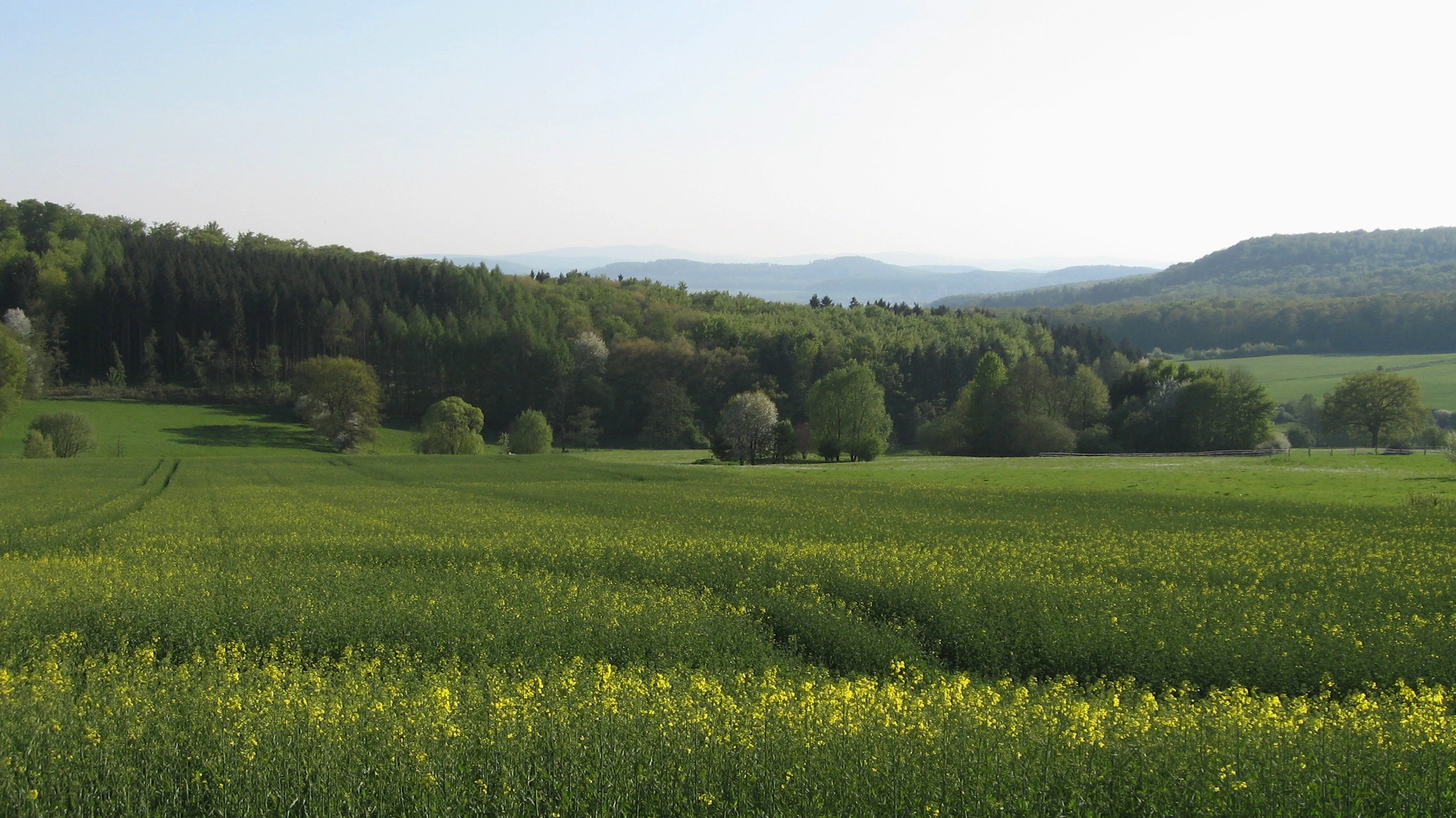 A rural landscape showing a field with yellow flowers in the foreground, transitioning to green pastures, dense deciduous and coniferous forests in the midground, and layered rolling hills in the background under a pale sky.