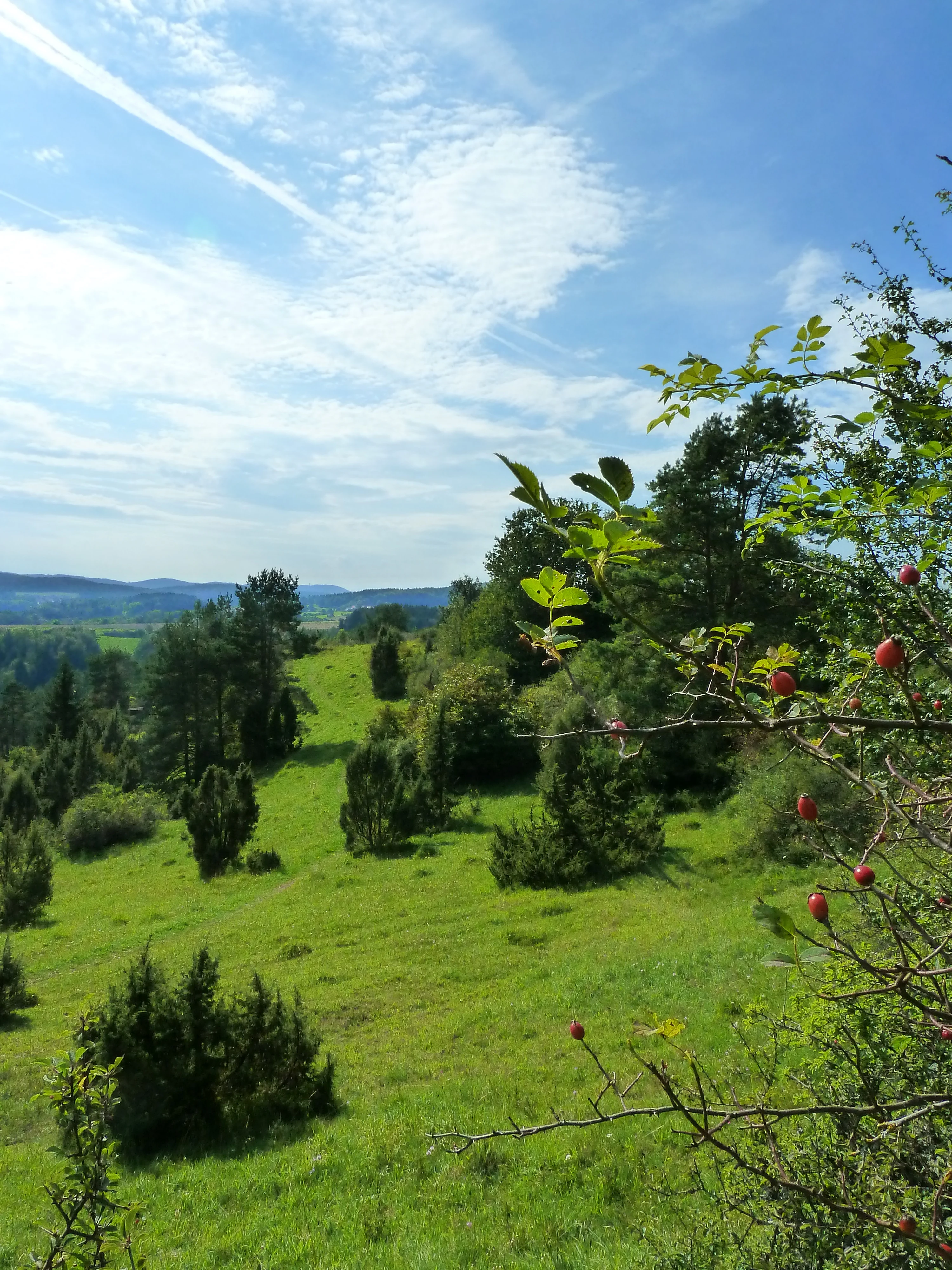 A sunny, hilly landscape featuring green grassy slopes dotted with juniper bushes, with a foreground focus on branches bearing red rose hips.