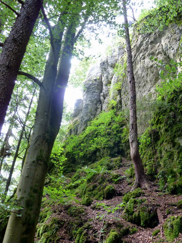 A low angle shot looking up at a grey limestone rock formation towering above a dense forest floor covered in moss and leaf litter.