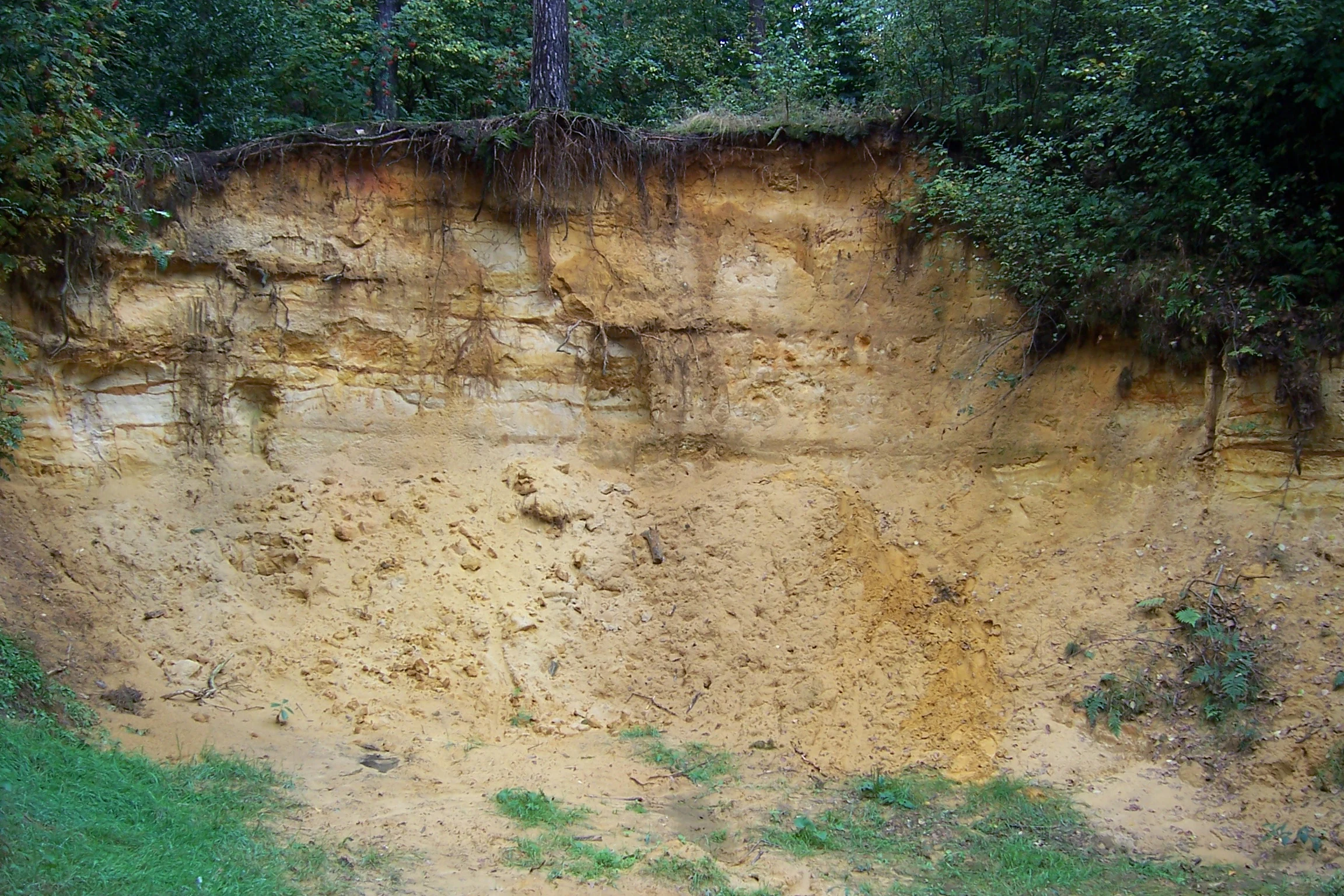 Una vista vertical de un acantilado de arena amarilla expuesto con raíces oscuras de árboles colgando del borde superior y un denso follaje verde creciendo en la cima y la base del acantilado.
