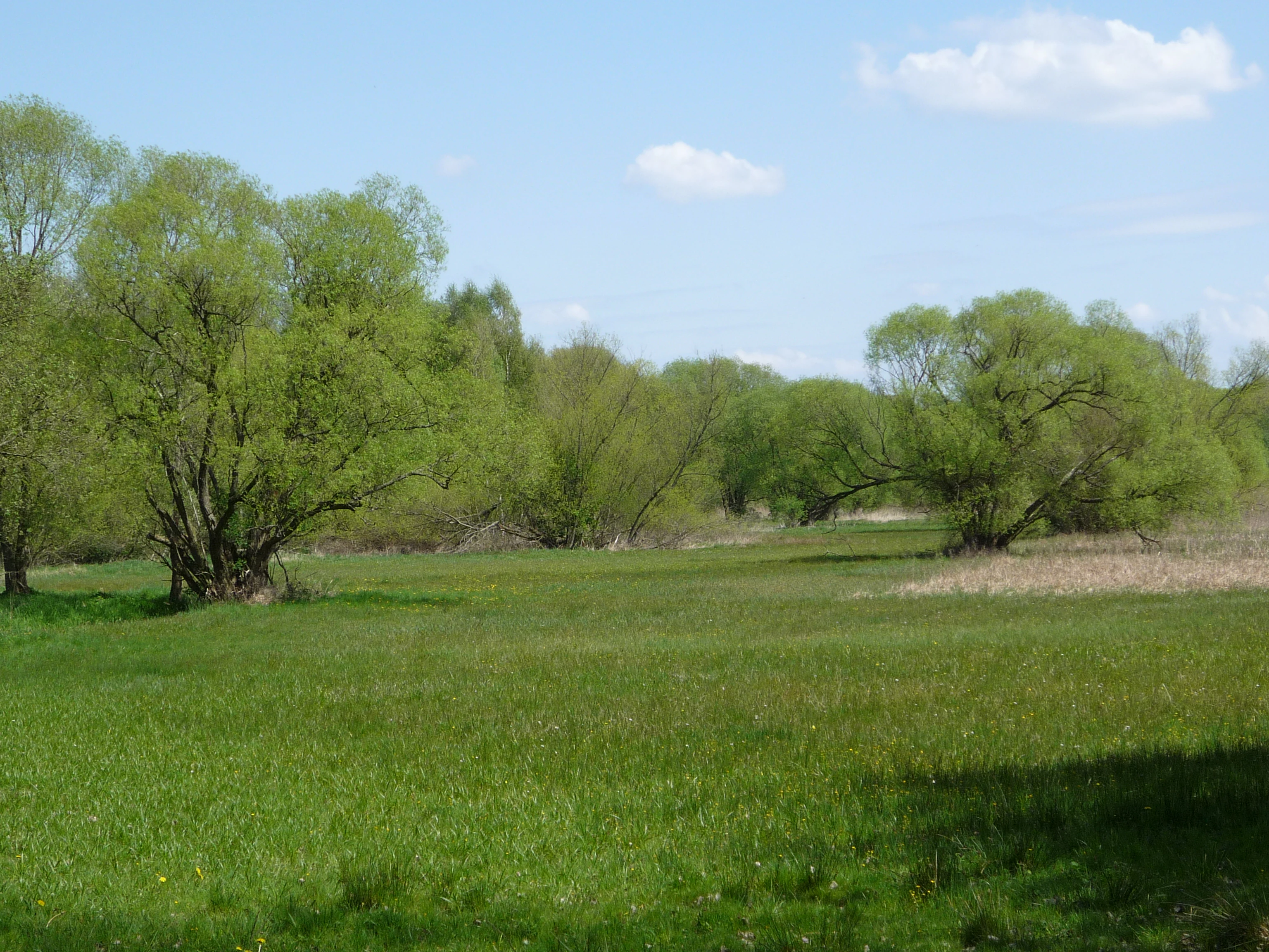 A wide view of a vibrant green meadow with scattered deciduous trees under a partially cloudy blue sky.