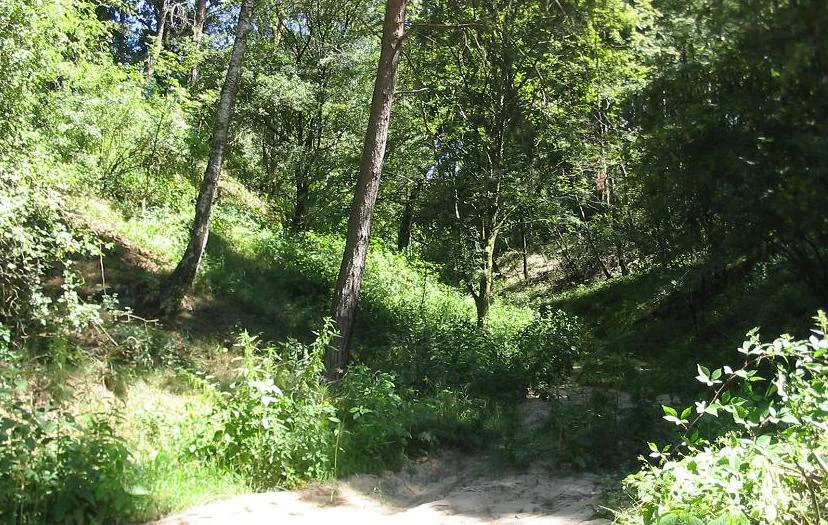 A view into the Brautrummel, a sandy dry valley gorge surrounded by lush deciduous and pine forest in a hilly region.