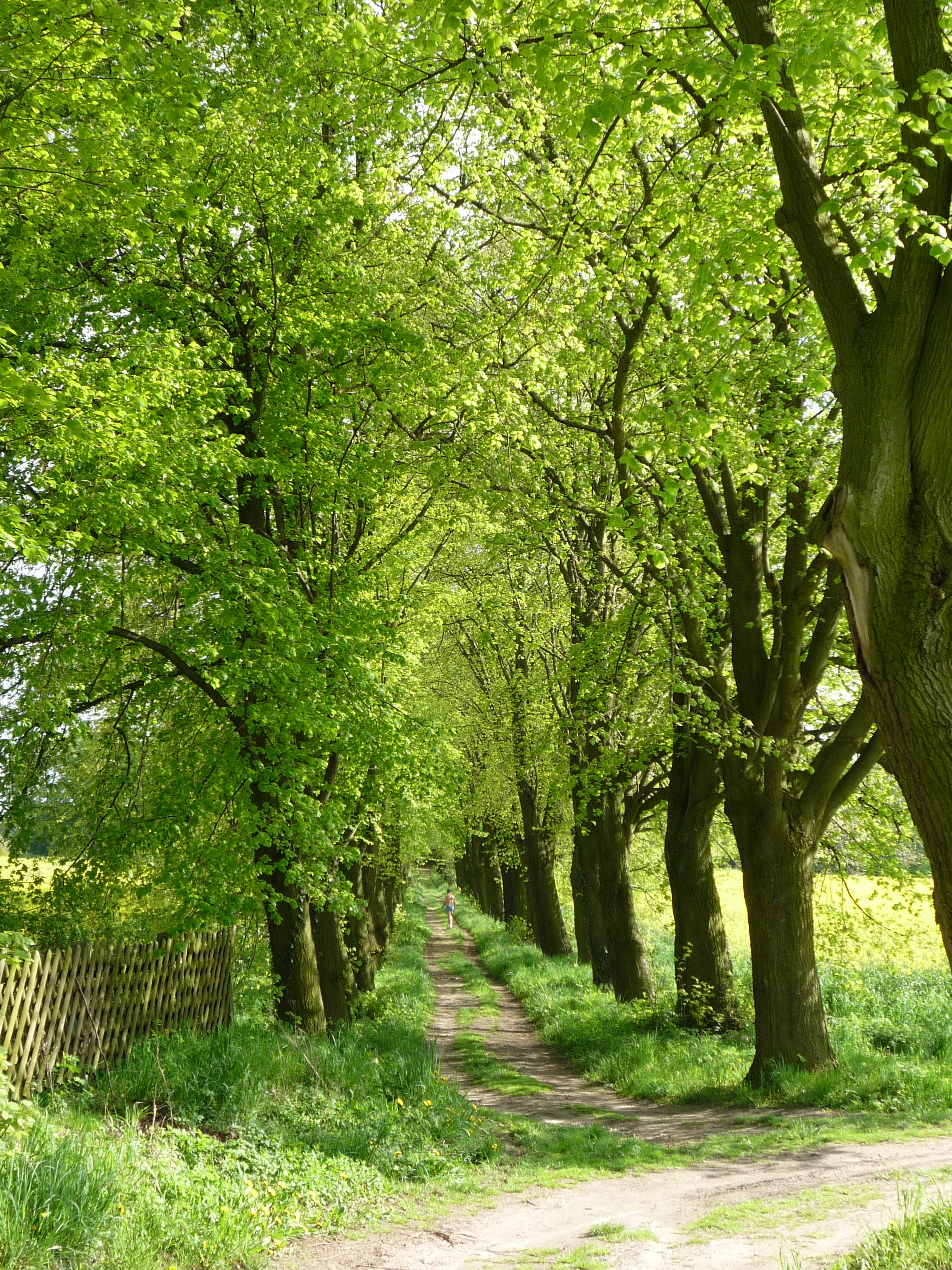 A dirt path flanked by large, green leafy trees forming an avenue, leading into the distance with a wooden fence on the left and yellow fields on the right.