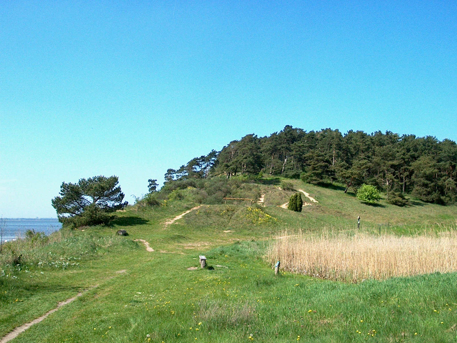A grassy trail winds through a coastal landscape with a small forested hill and reeds near the water under a clear blue sky.