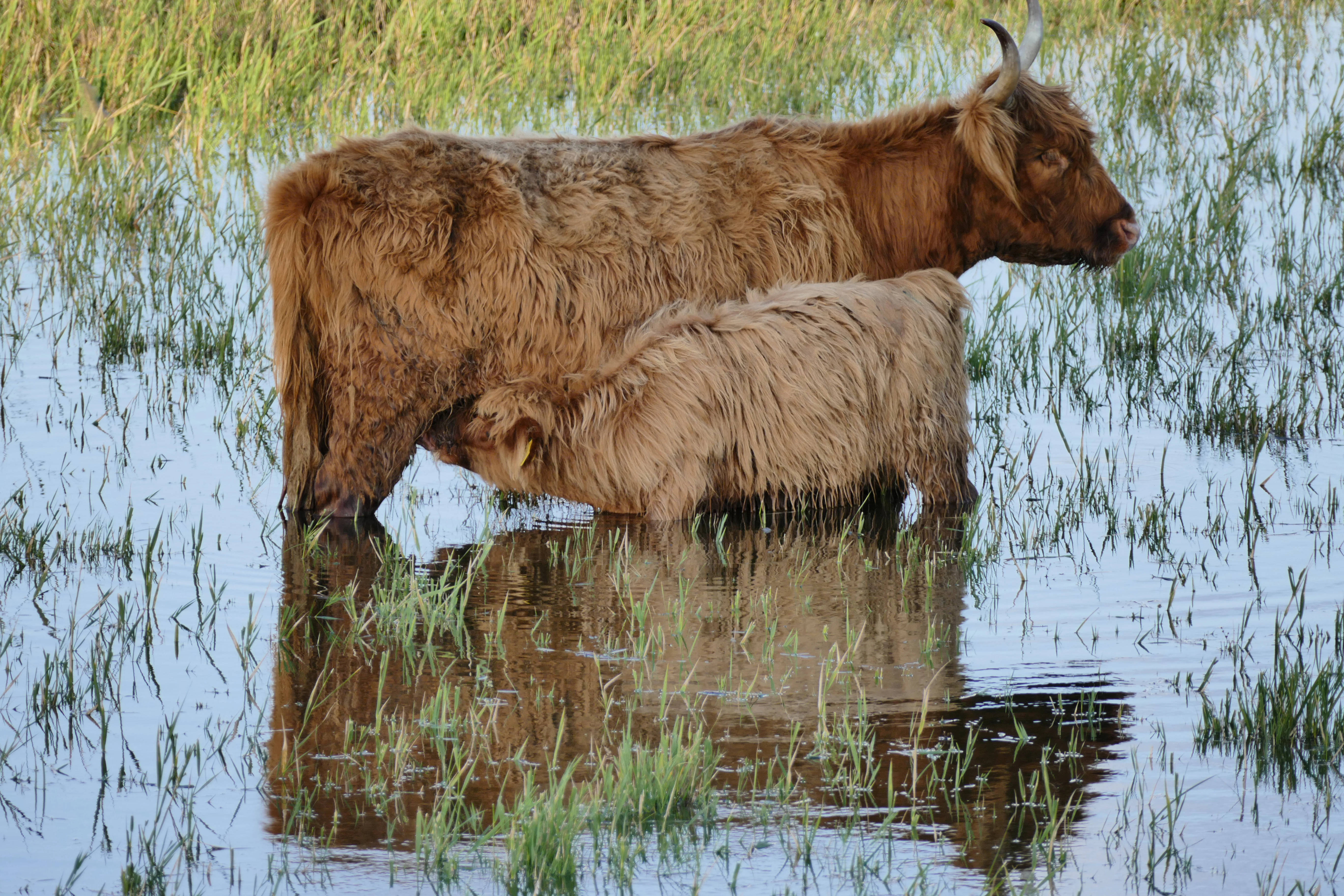 A shaggy brown Highland cow and her calf standing in shallow water in a marshy landscape.