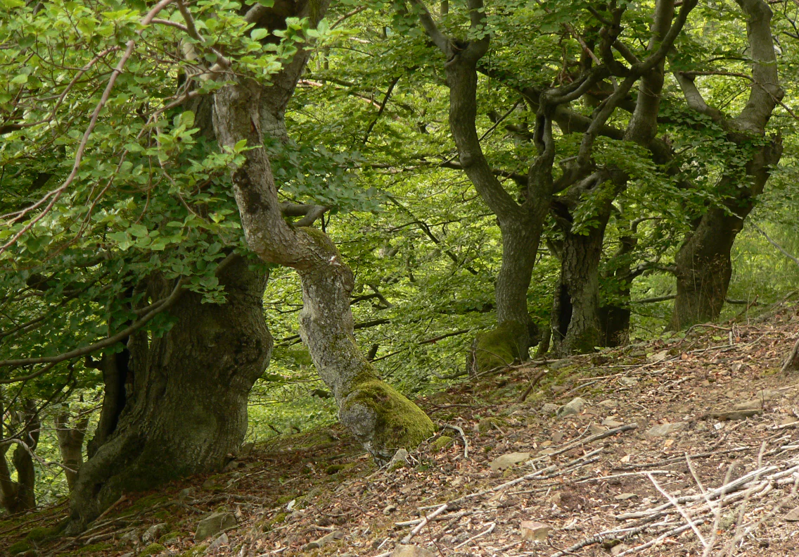 A sloped forest floor covered in brown leaf litter leading up to a grove of mature, moss-covered beech trees with thick, twisted trunks.