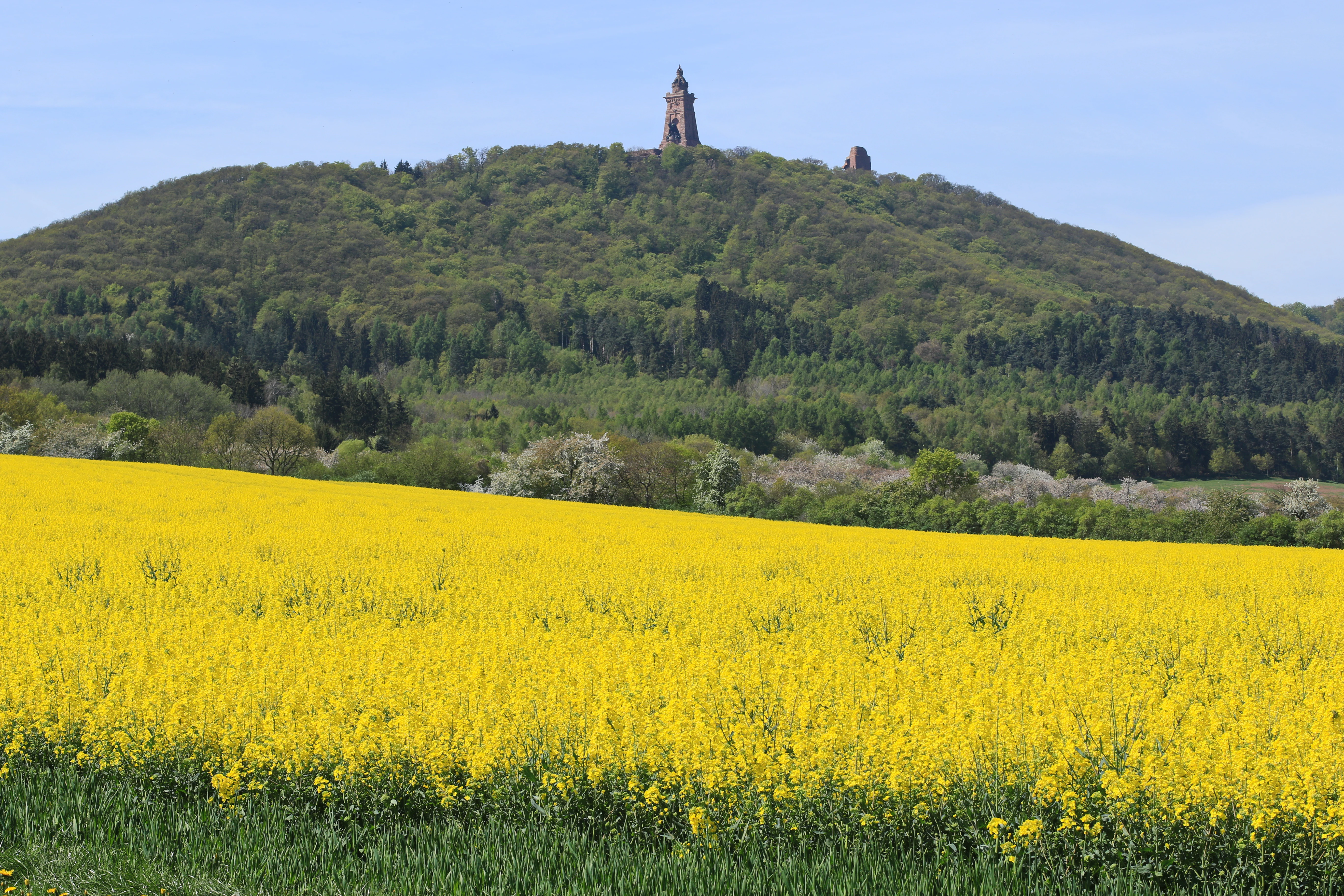 Una vista amplia de un campo de colza de color amarillo brillante en primer plano, con una colina boscosa que contiene un alto monumento de piedra en la distancia.