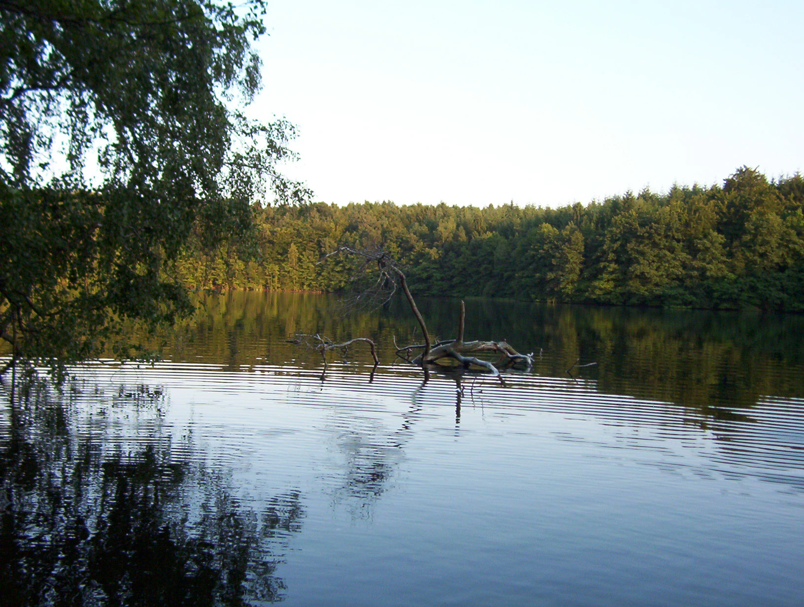 Una superficie de lago tranquila con un tronco de árbol caído sobresaliendo del agua, respaldada por un bosque denso bajo un cielo despejado.