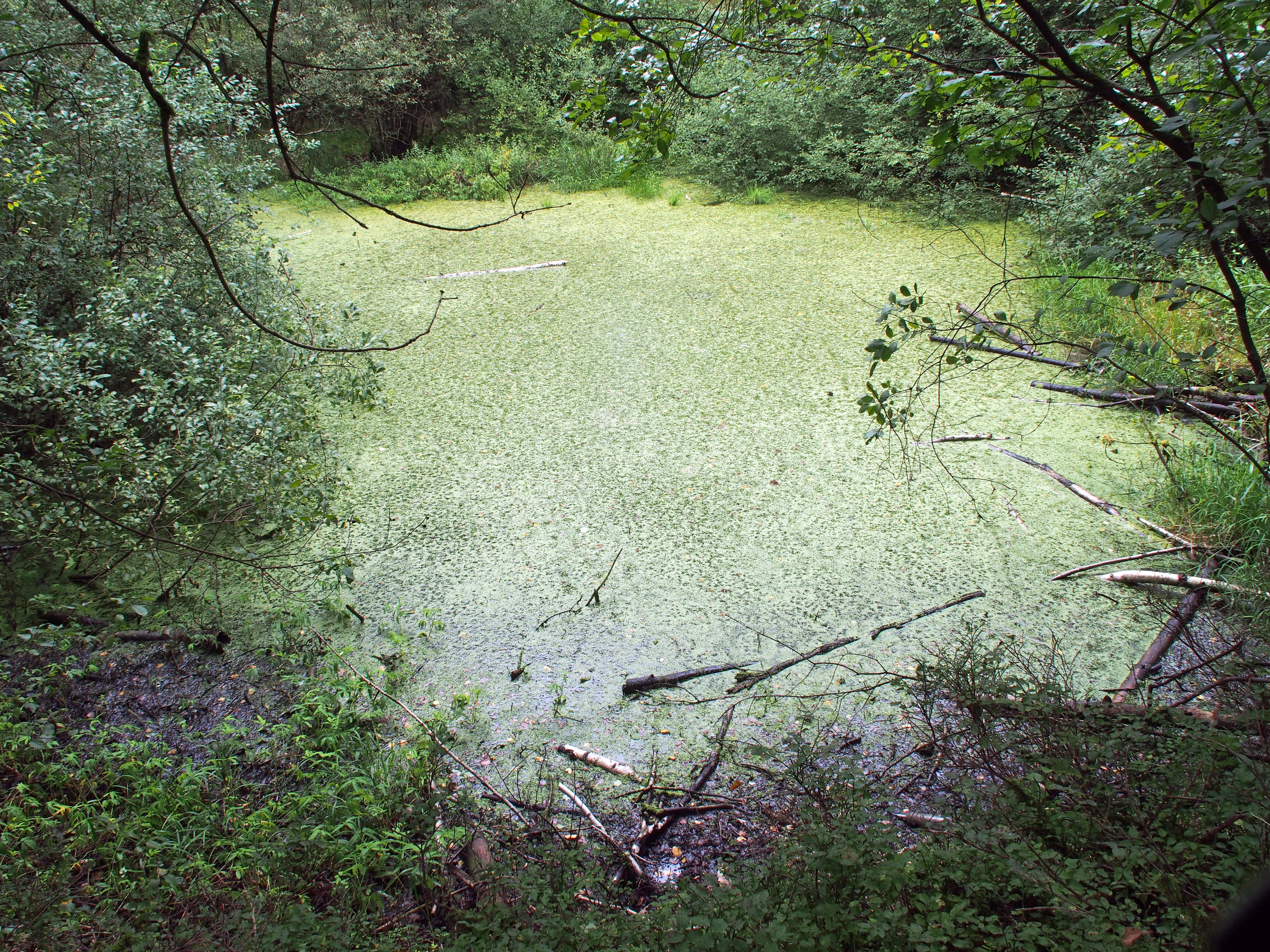 A small pond covered in green algae and duckweed, framed by deciduous trees and bushes, with fallen branches visible on the water surface.