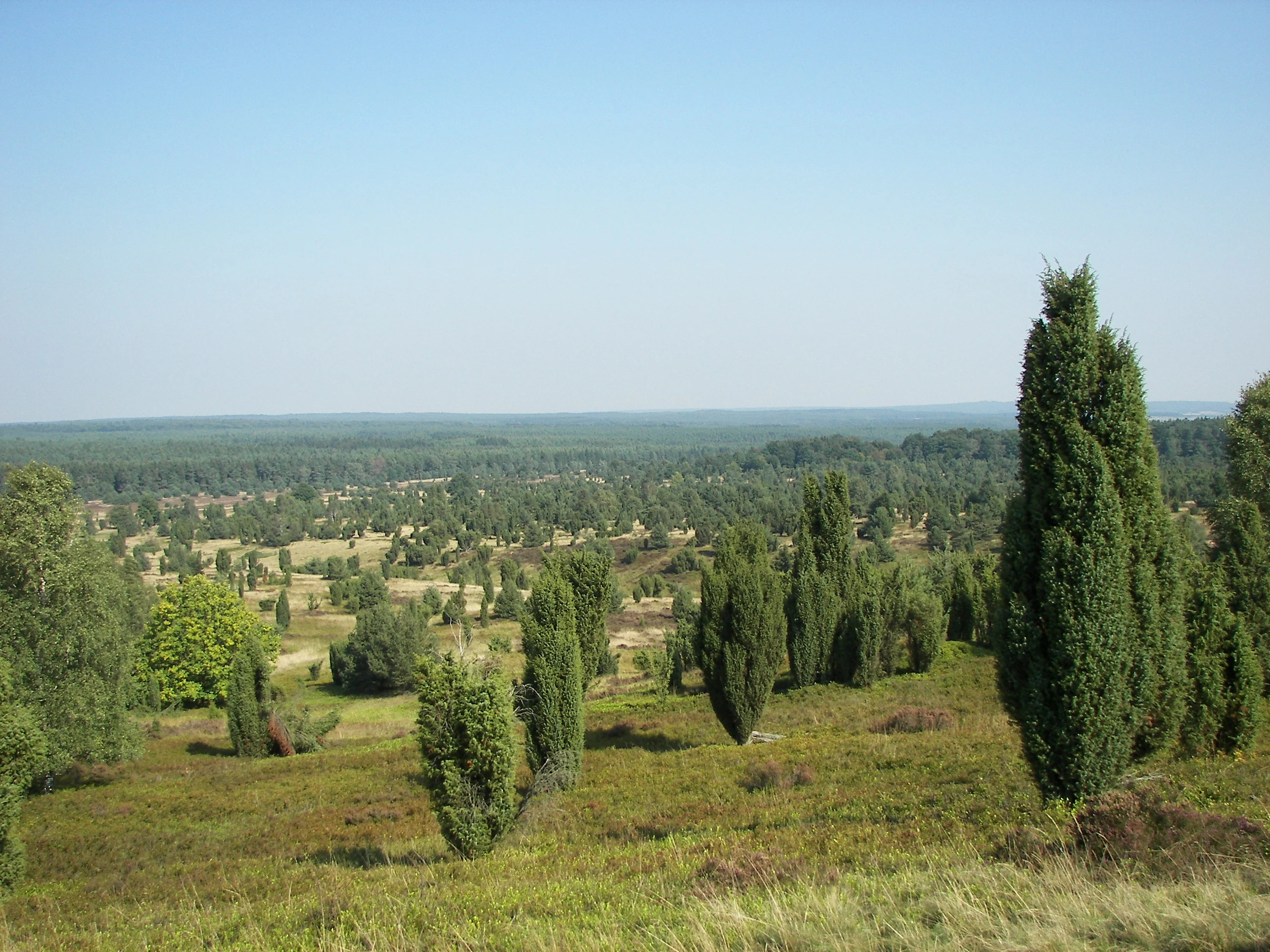 Wide landscape view of an expansive heathland area filled with numerous tall, thin juniper trees under a clear sky.