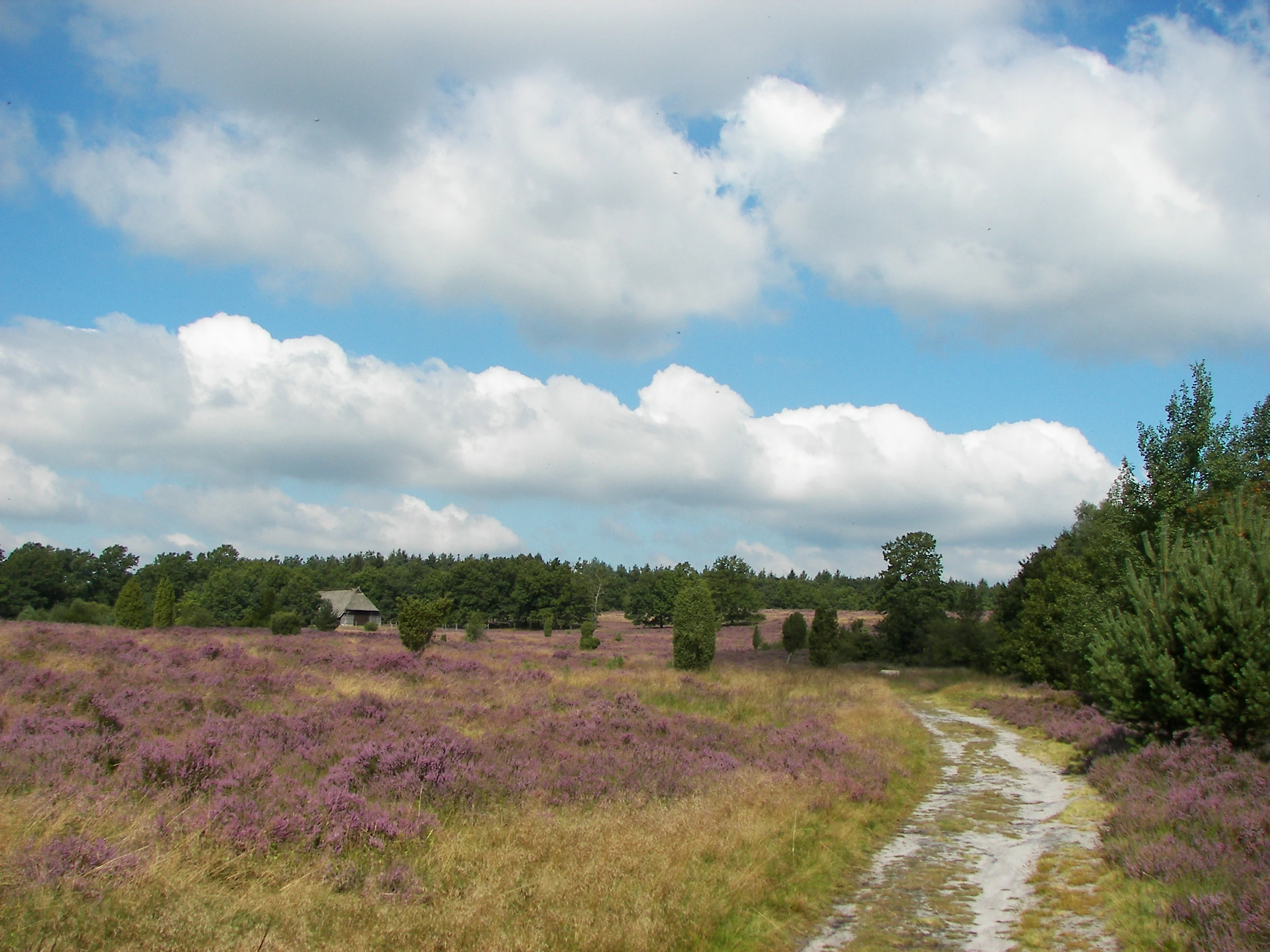 A dirt trail winds through rolling heathland with purple blooming heather, scattered small shrubs, and a backdrop of green forest under a partly cloudy blue sky.