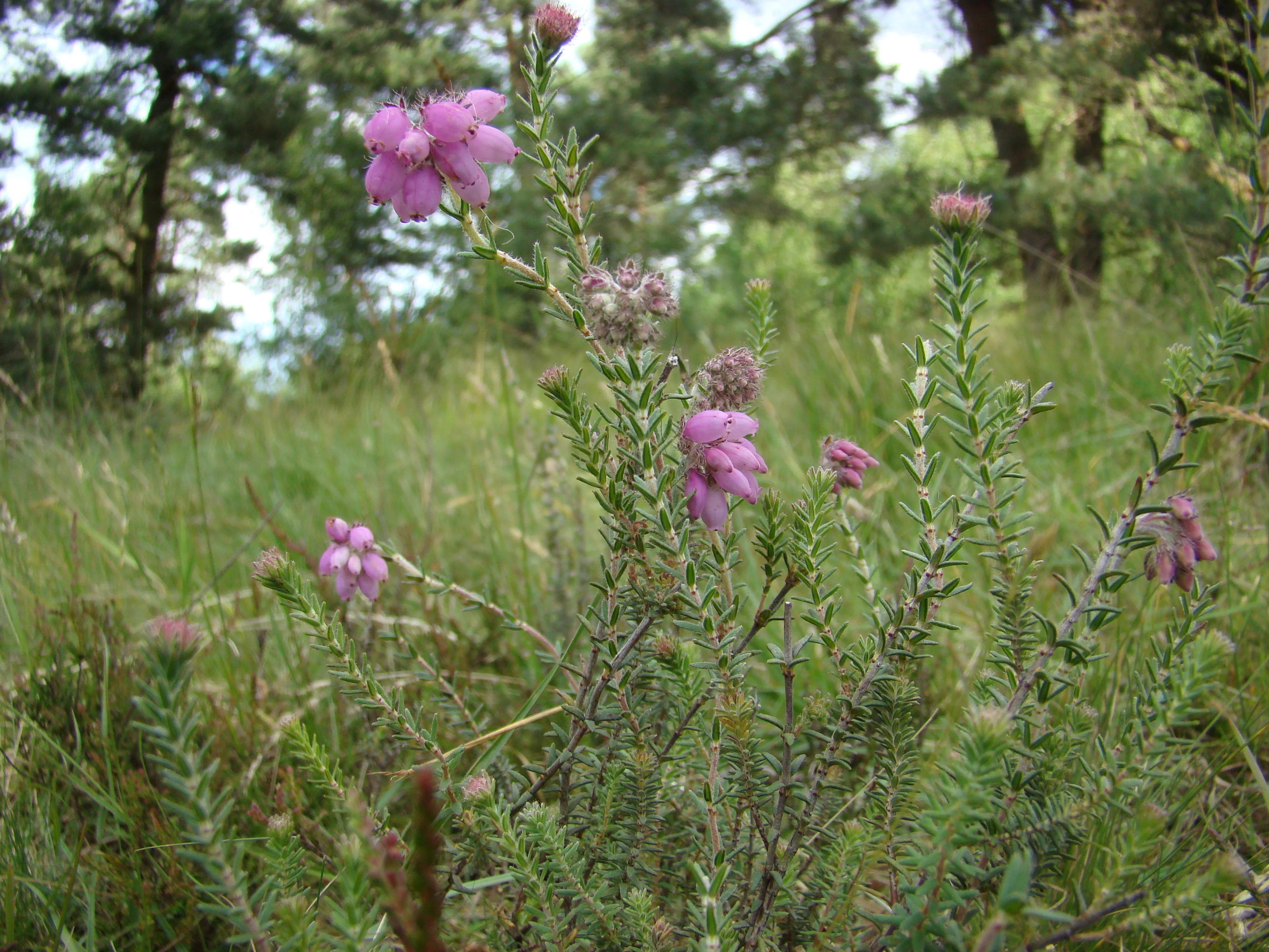 A close-up view of cross-leaved heath flowers with small bell-shaped pink blossoms on green stems, set against a blurry natural background of grasses and trees.