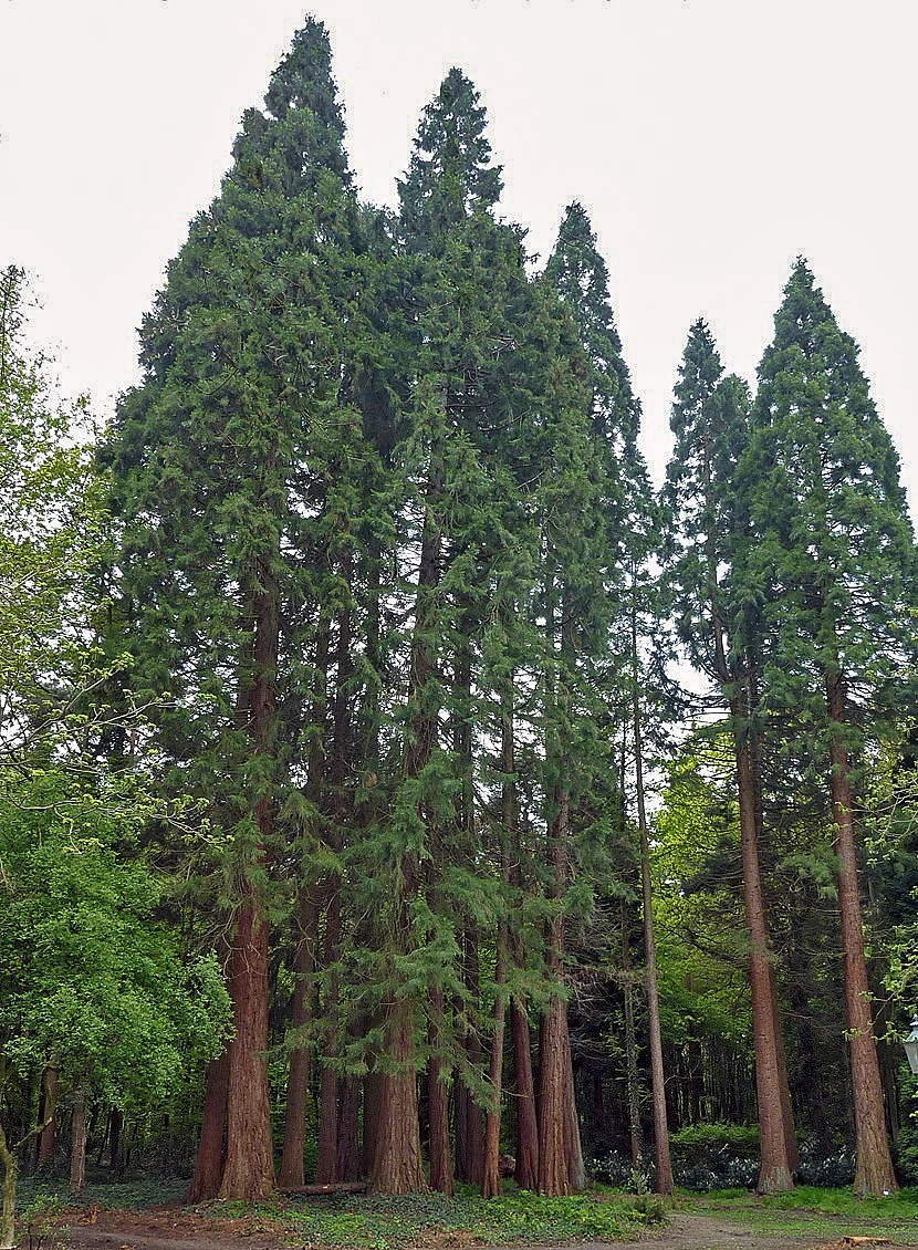 A group of tall, mature giant sequoia trees with reddish-brown bark and dense green needle foliage standing in a wooded park area.