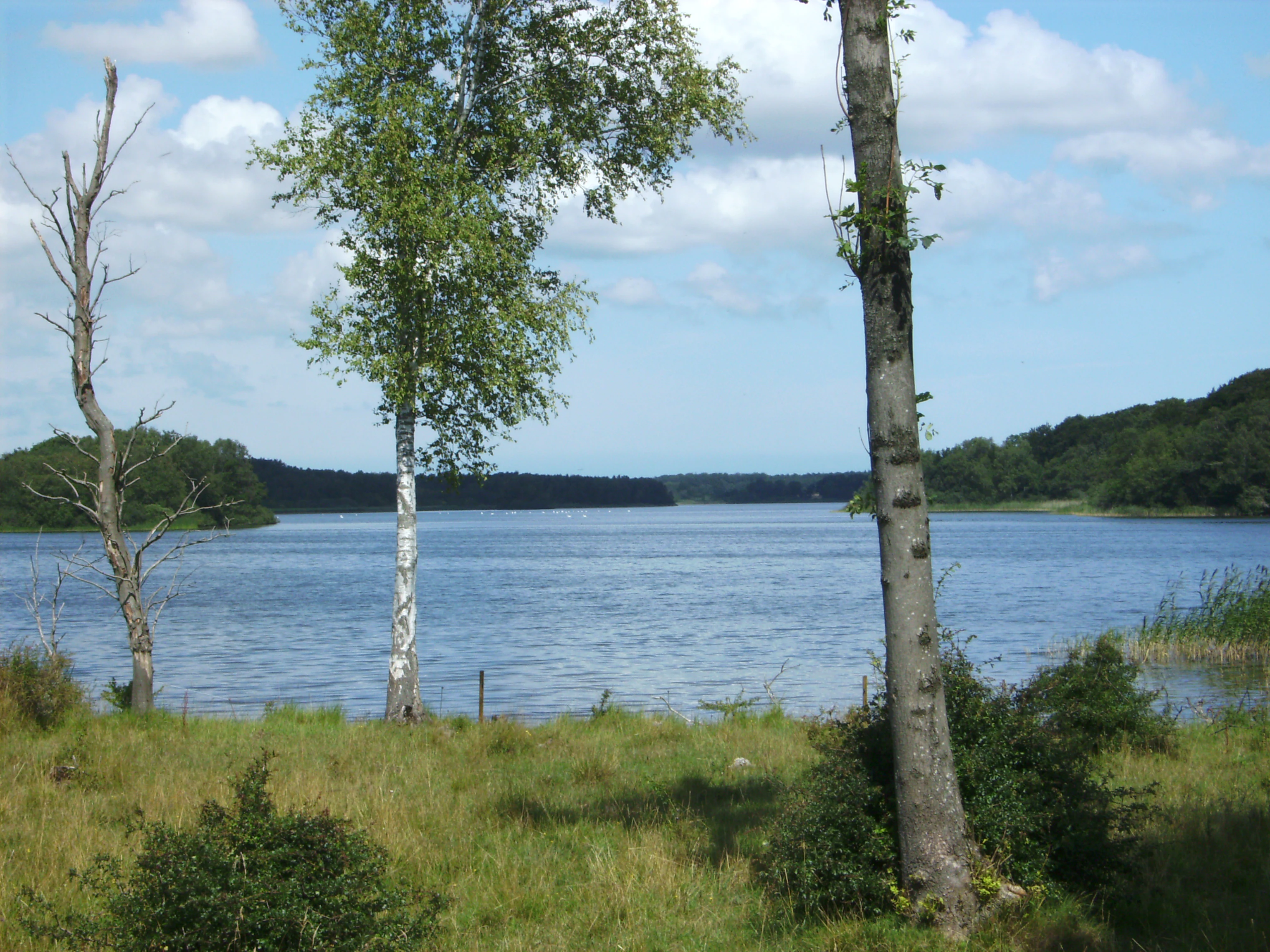 A peaceful view of Røgbølle Lake with trees in the foreground, grassy banks, and dense forest bordering the water in the distance under a blue sky with white clouds.