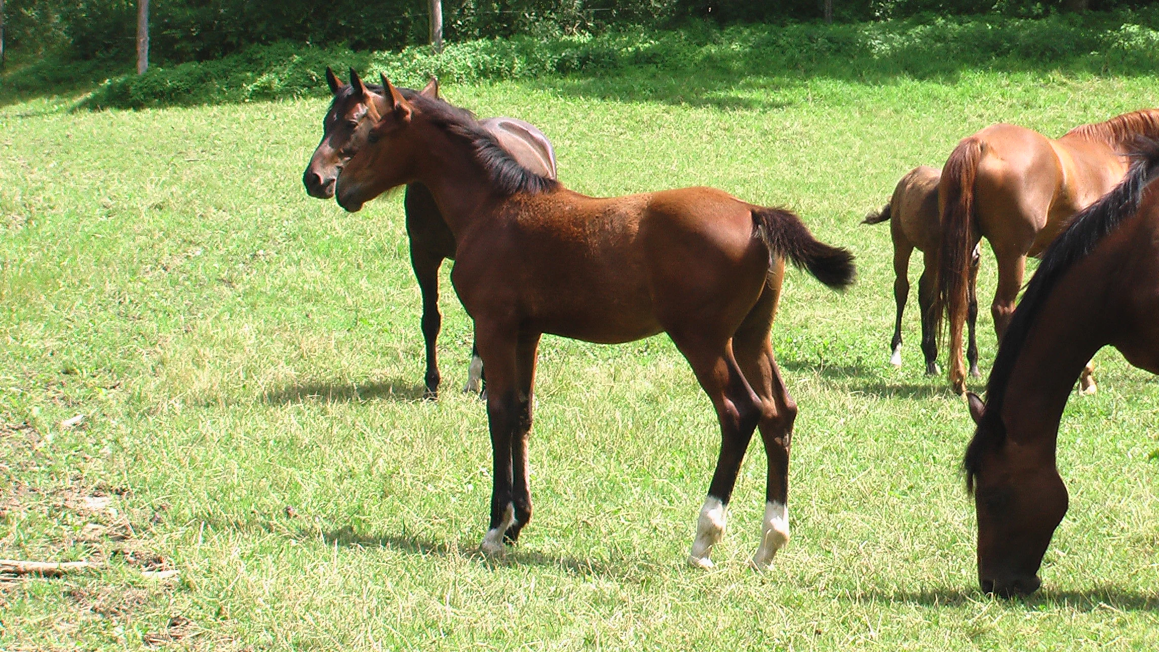 A group of brown horses grazing in a bright green pasture on a sunny day.