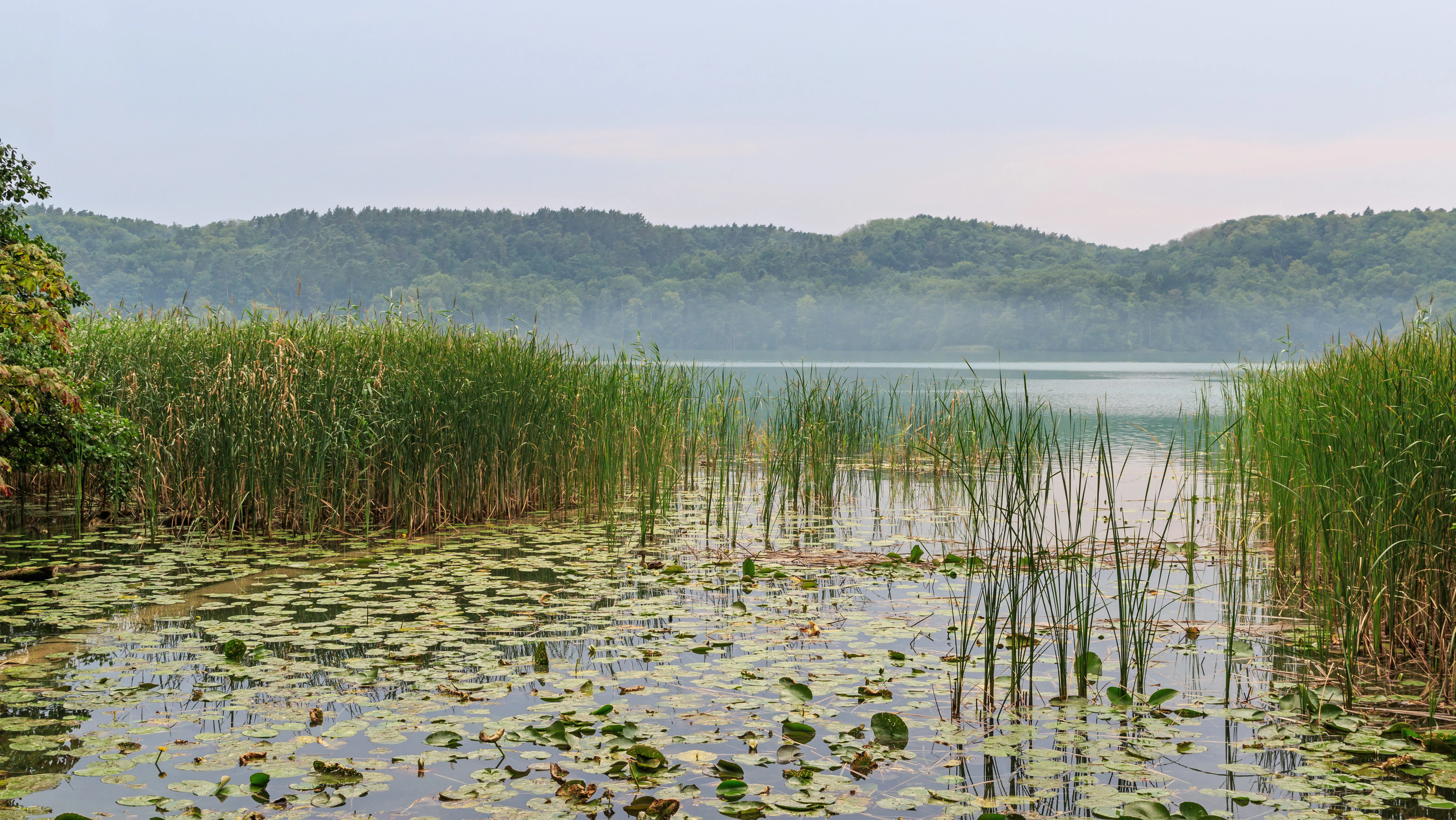 A calm lake view surrounded by reeds, water lilies, and low forested hills under a soft overcast sky.