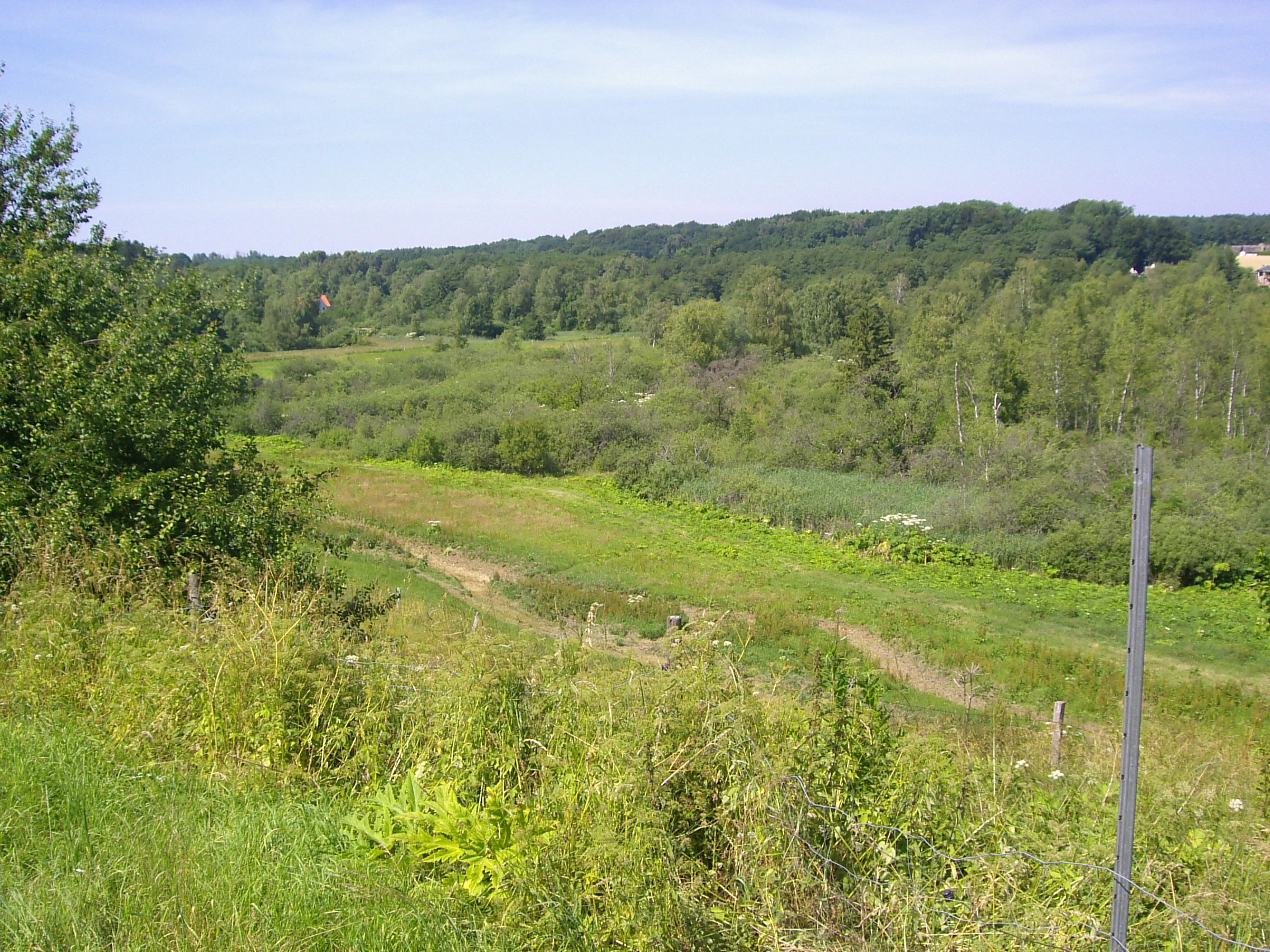 A wide view of a green valley with a dirt path winding through tall grasses and shrubs, surrounded by a dense forest under a clear sky.