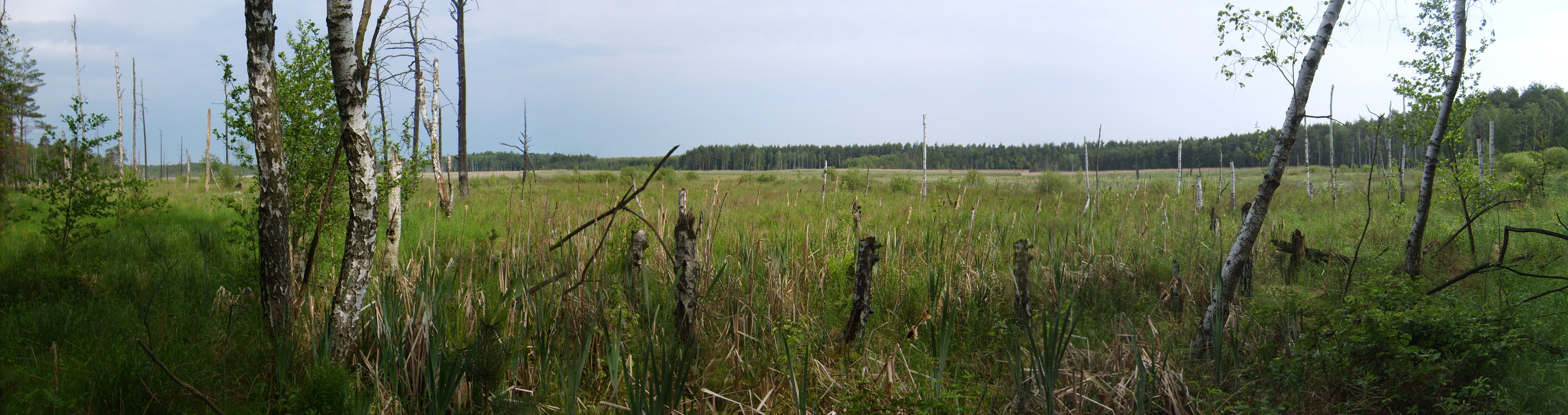 A panoramic landscape shot of an open wetland area in the Loben Nature Reserve, with scattered birch trees and a distant forest line under an overcast sky.