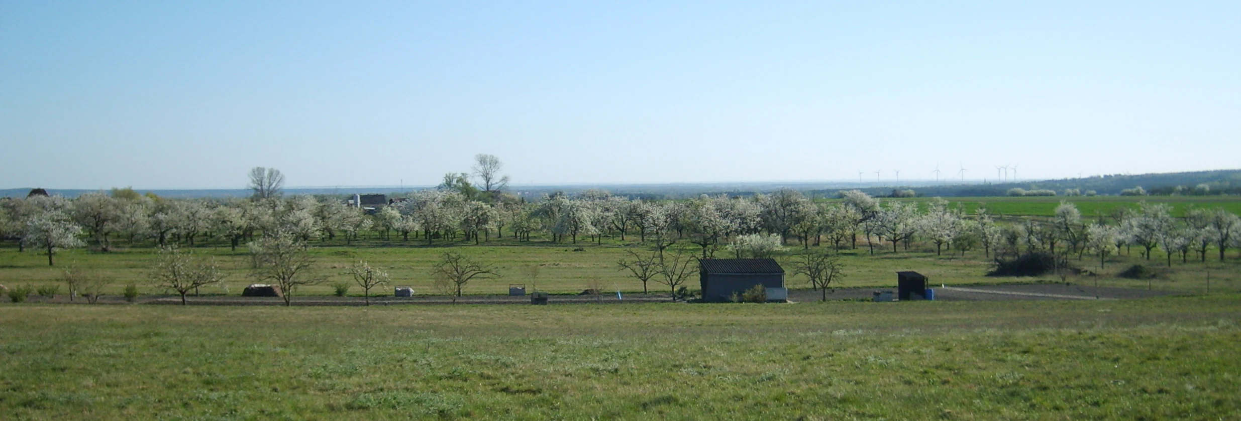 A wide view of an open meadow with scattered fruit trees in blossom, a small shed, and a distant horizon under a clear blue sky.