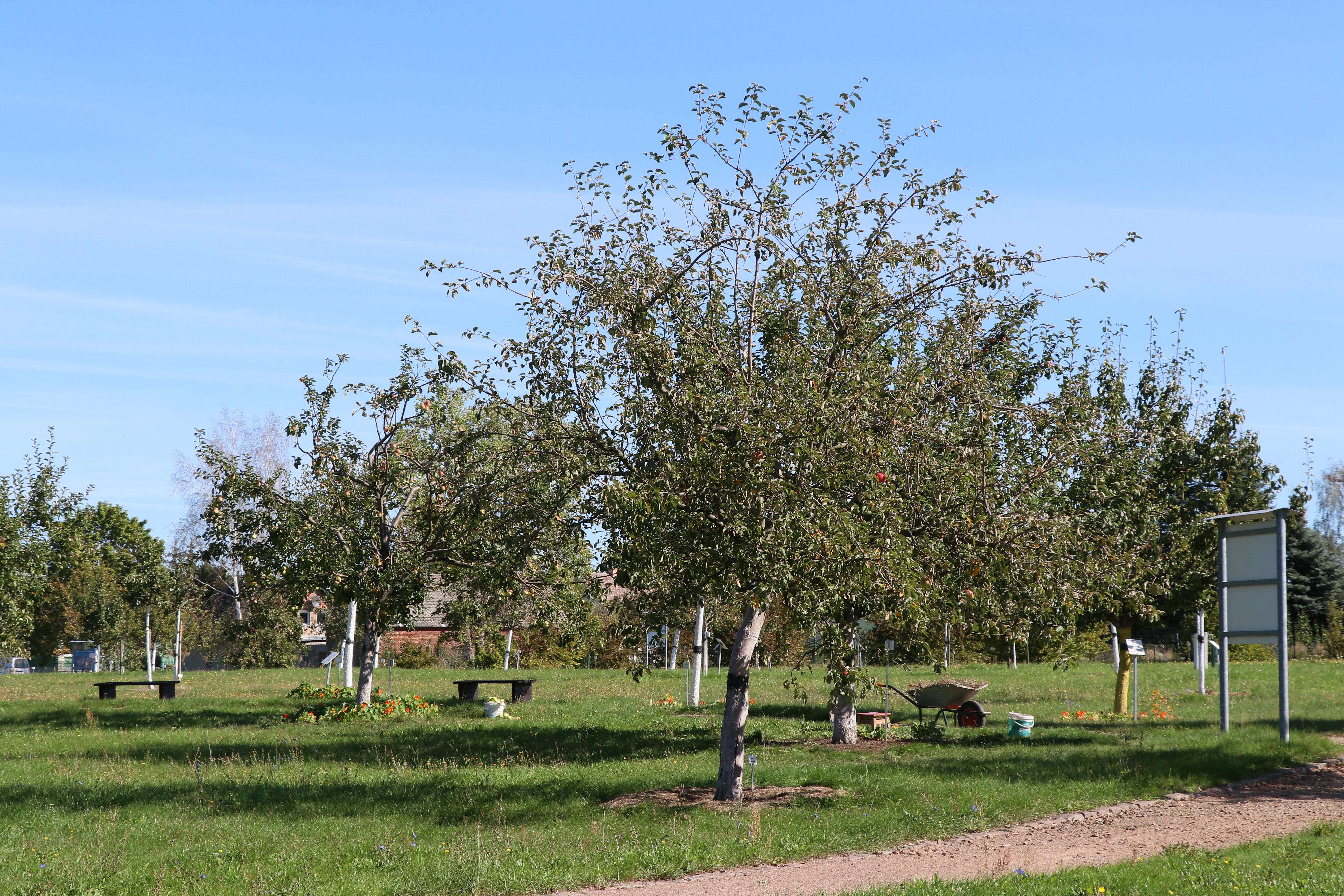 Several mature apple or pear trees standing in a grassy garden, with wooden benches and a signpost visible in the background.