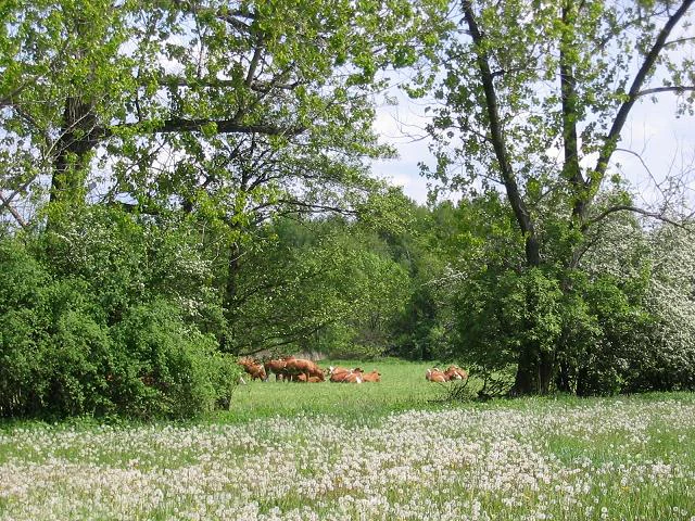 A green meadow filled with white dandelion heads in the foreground and a group of brown cattle grazing near trees in the midground.