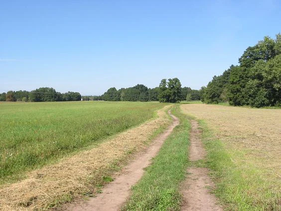 Un camino de tierra con dos huellas paralelas atraviesa campos agrícolas verdes y cosechados, con una línea de árboles a lo largo del horizonte y del lado derecho bajo un cielo azul despejado.