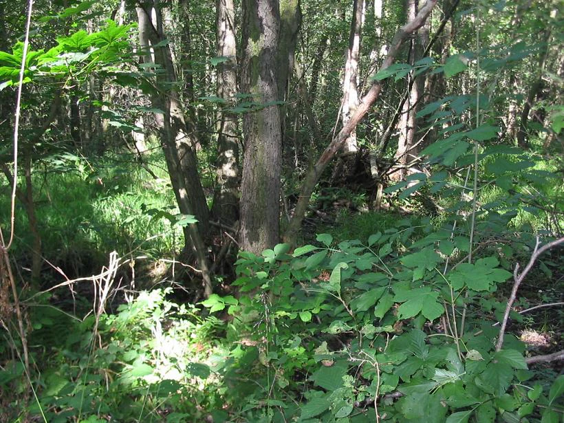 Una escena de bosque denso con varios troncos de árboles y una exuberante vegetación baja iluminada por luz solar filtrada.