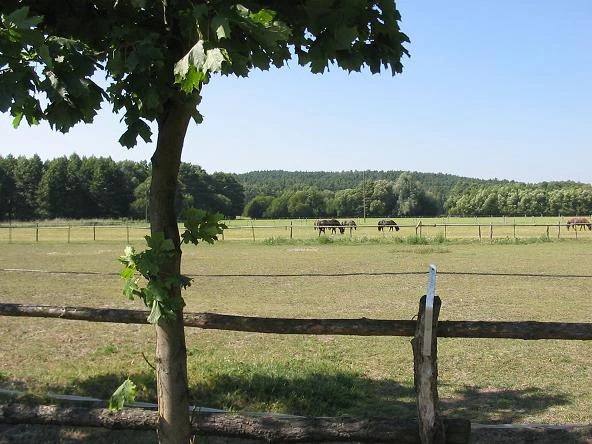 Vista panorámica que presenta un árbol y una valla de madera en primer plano, un pastizal con caballos pastando en el plano medio y una colina boscosa al fondo bajo un cielo azul despejado.