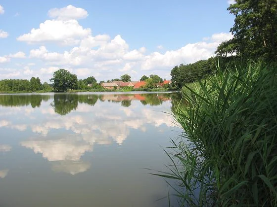 Un lago tranquilo con juncos altos y verdes en primer plano a la derecha, que refleja las nubes blancas y el cielo azul en su superficie, con árboles y edificios de tejados rojos visibles en la orilla lejana.