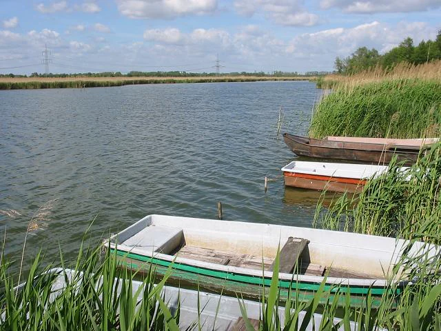 Varias pequeñas barcas de remo amarradas entre altos juncos verdes a la orilla de un lago bajo un cielo azul nublado.