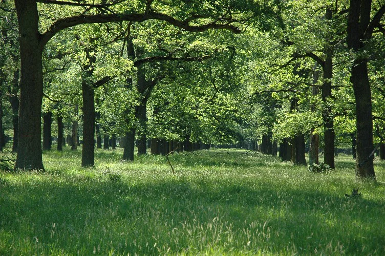 A sunlit meadow surrounded by mature, widely spaced deciduous trees under a leafy canopy.