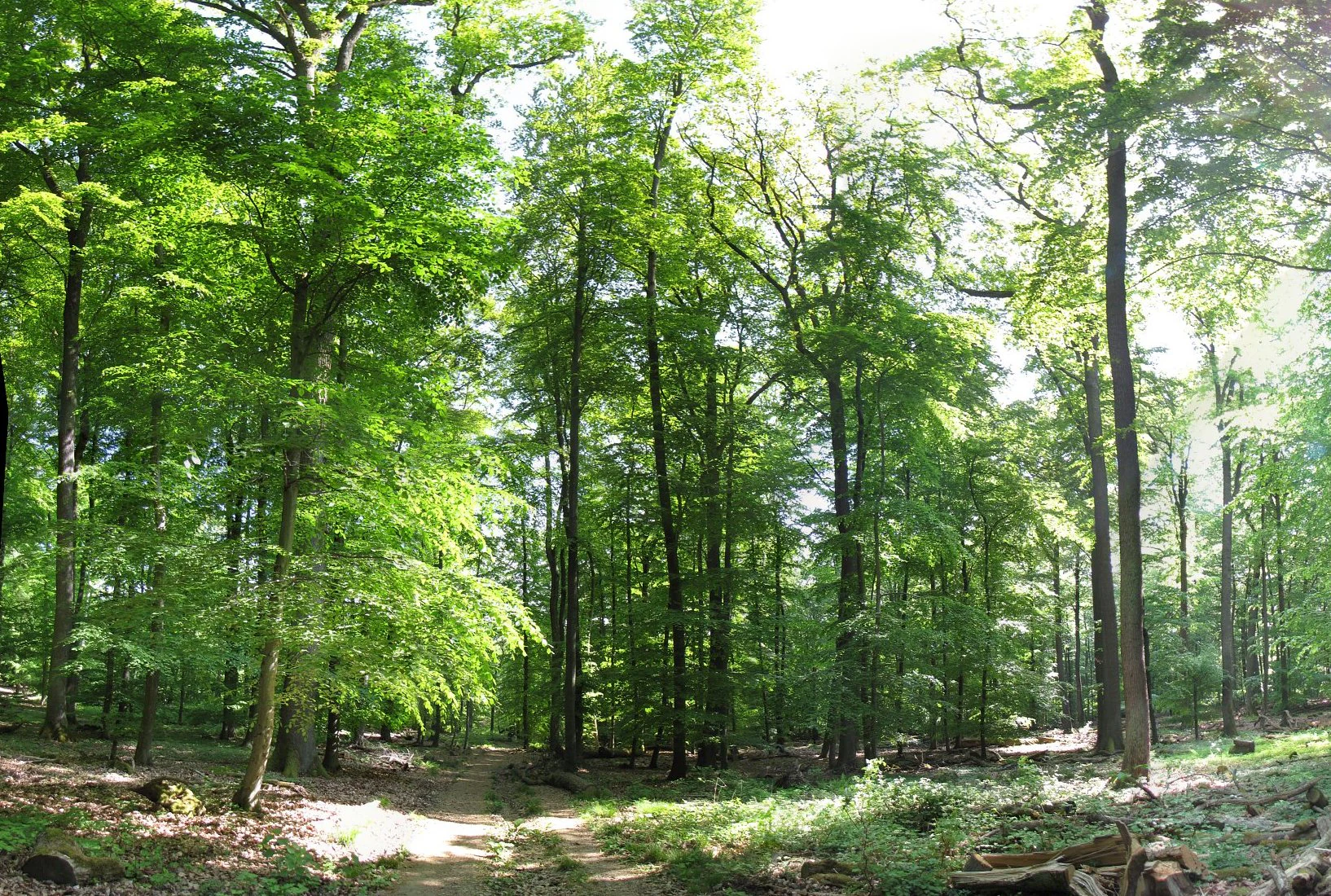 A wide angle view of a bright, sunlit deciduous forest with tall tree trunks and dense green canopy in the Naturpark Rhein-Taunus.