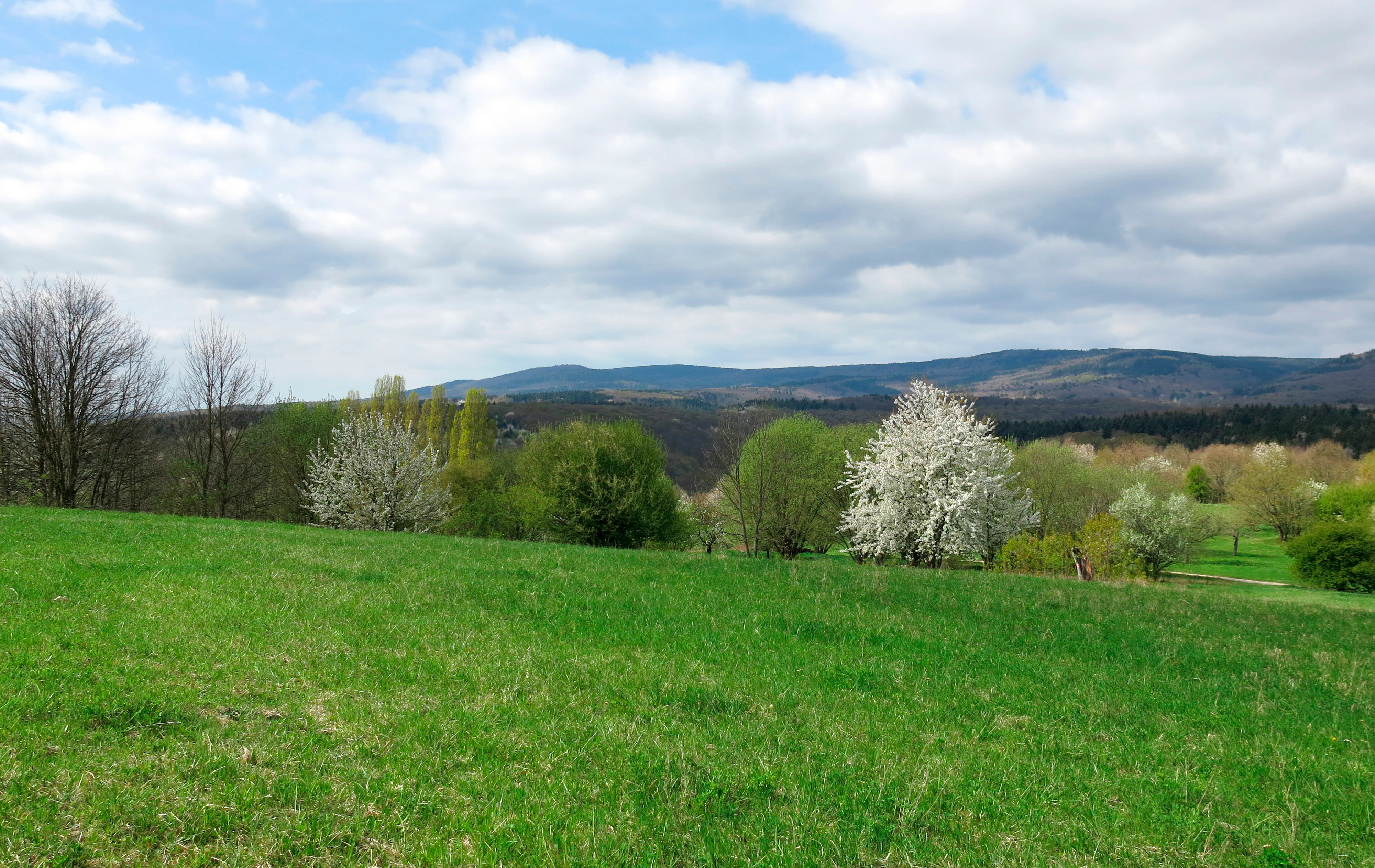 A green, open meadow in the foreground with scattered white blooming trees in the midground and rolling, forested mountains under a cloudy sky in the background.