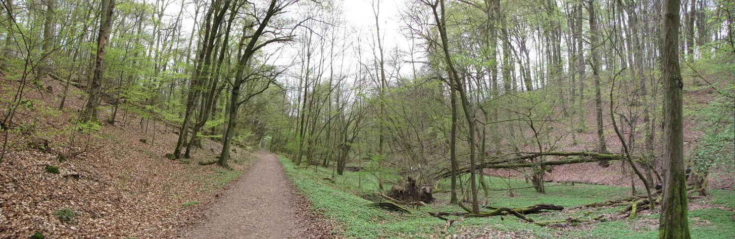 A wide dirt trail travels through a deciduous forest with light green foliage, passing a small, damp, brush-filled depression on the right side.