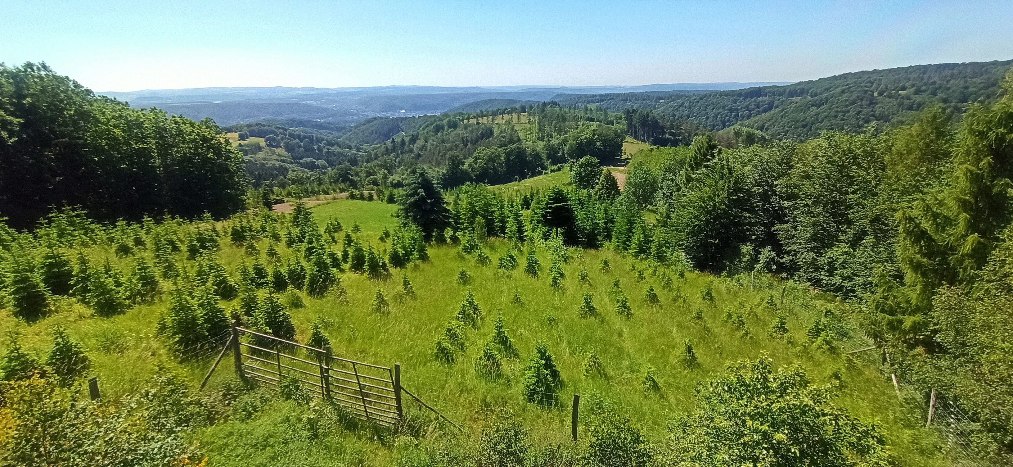 A high vantage point looking down over a sloping green meadow dotted with young coniferous trees, transitioning into a dense forest that covers the rolling hills of the Rhine valley.