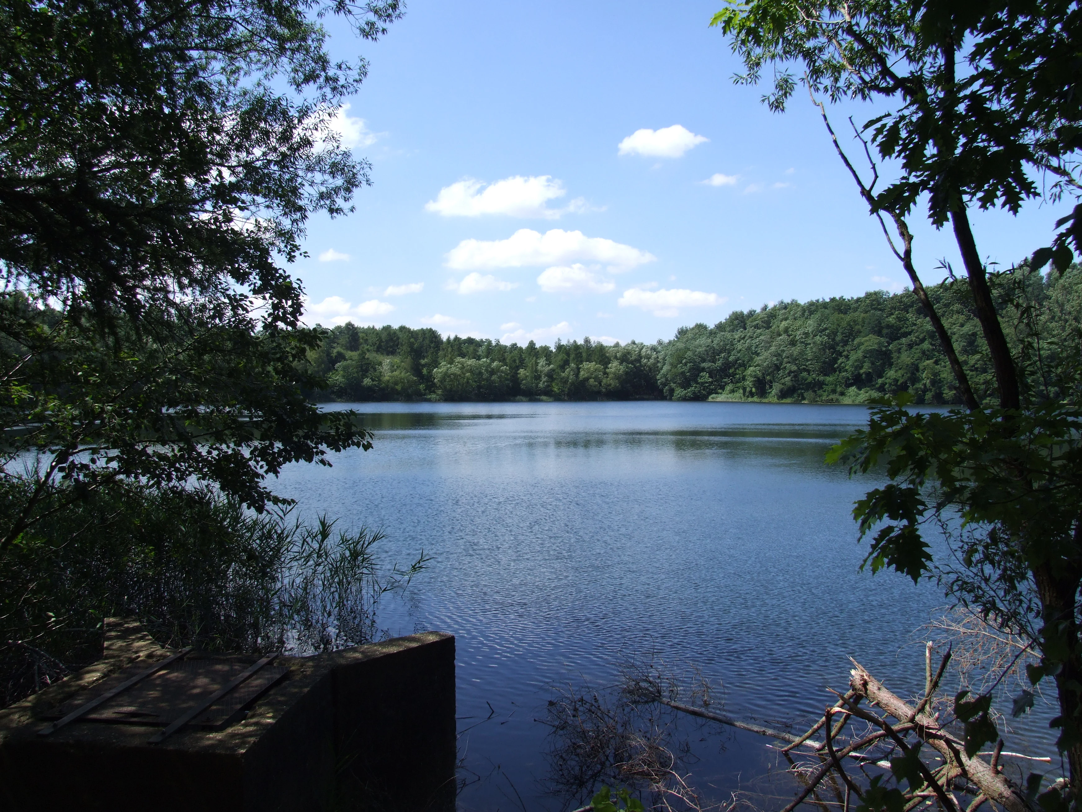 Un lago tranquilo rodeado de un denso bosque verde bajo un cielo azul con nubes ligeras, visto a través de los árboles en primer plano.