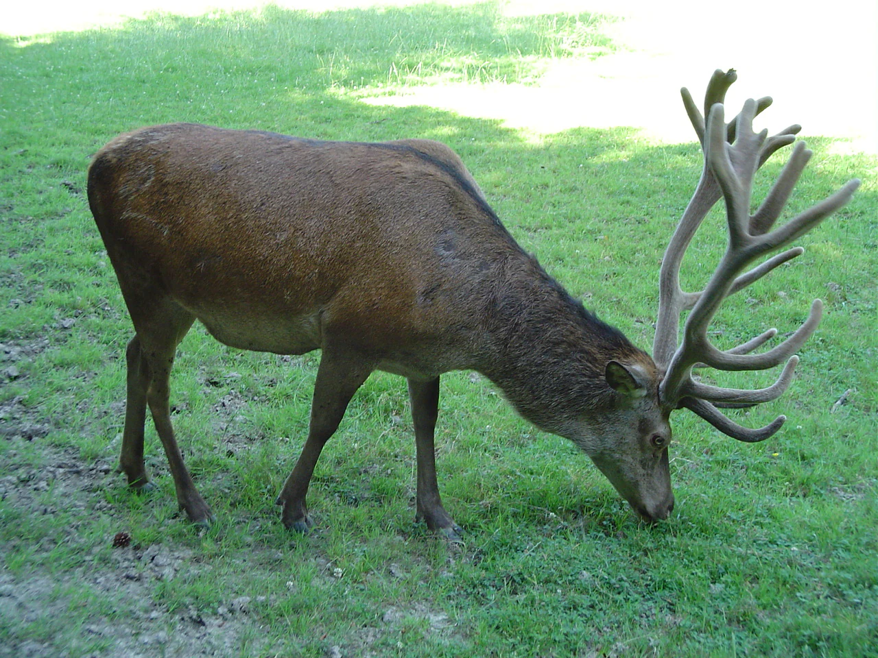 Un ciervo rojo marrón con grandes astas pastando en un campo de hierba verde.