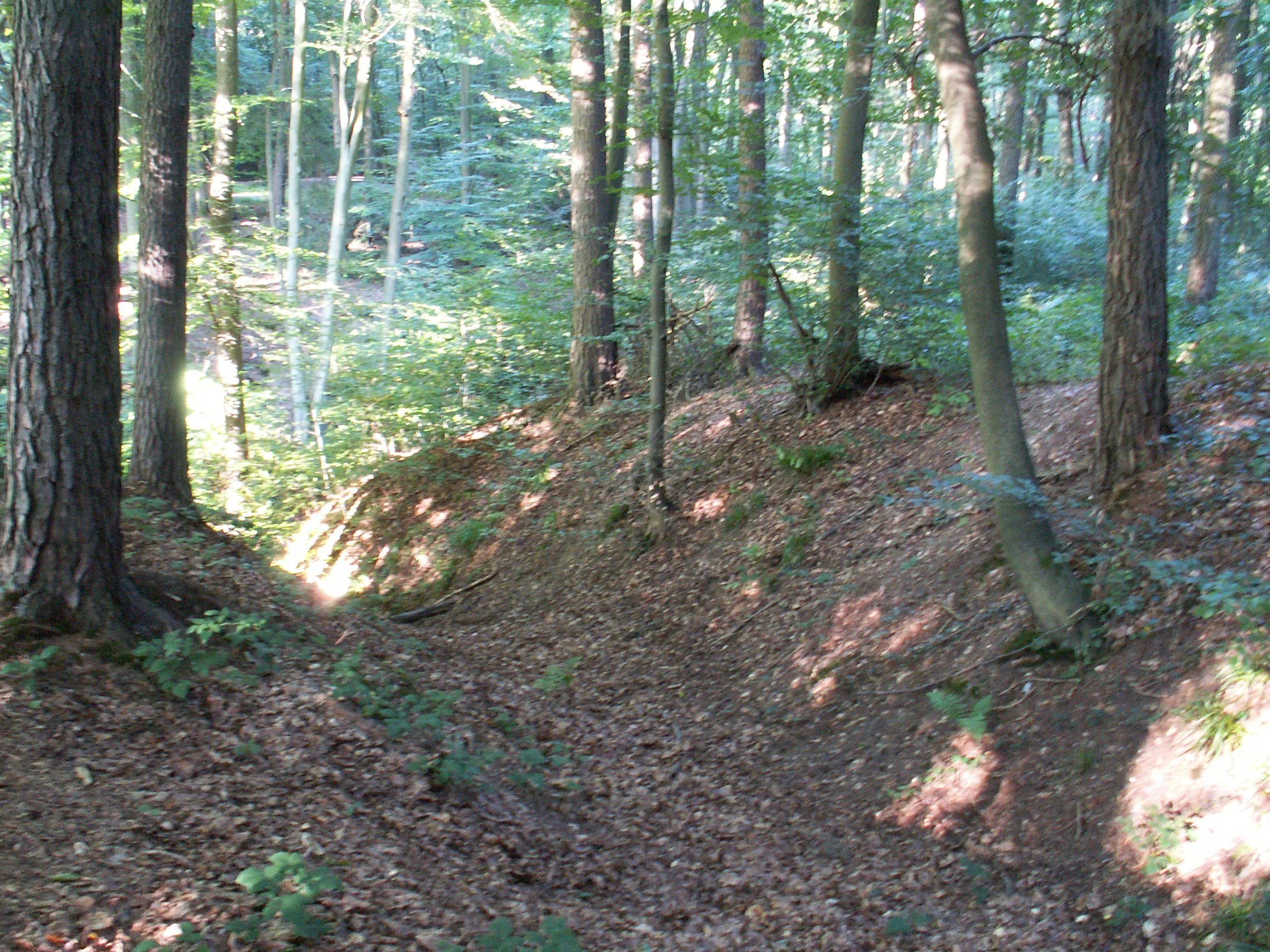 Una zanja o terraplén de tierra inclinado cubierto de hojas caídas dentro de un bosque caducifolio, con troncos de árboles maduros elevándose a ambos lados.