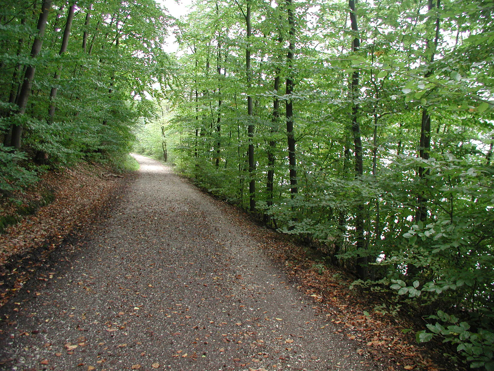 Un sendero de grava conduce a través de un bosque caducifolio con agua visible entre los árboles del lado derecho.