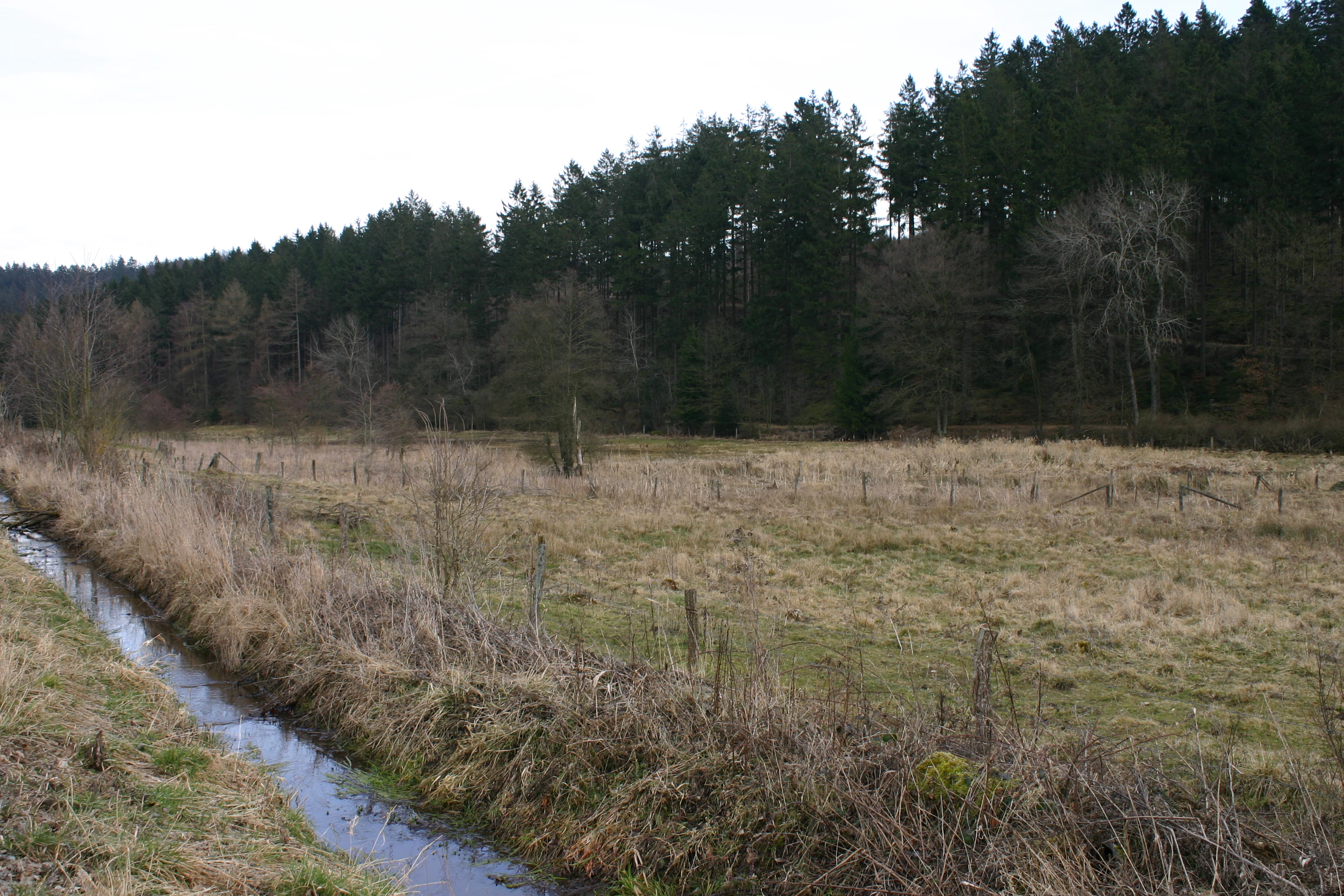 Un paisaje rural con un arroyo estrecho o una zanja de drenaje que discurre a lo largo de una valla de alambre junto a una pradera herbosa seca, bordeada por un bosque denso en la ladera.